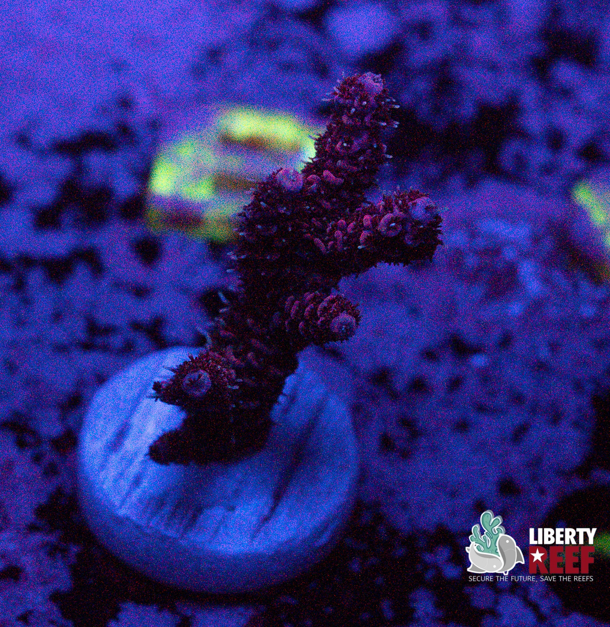 Cherry Bomb Acro