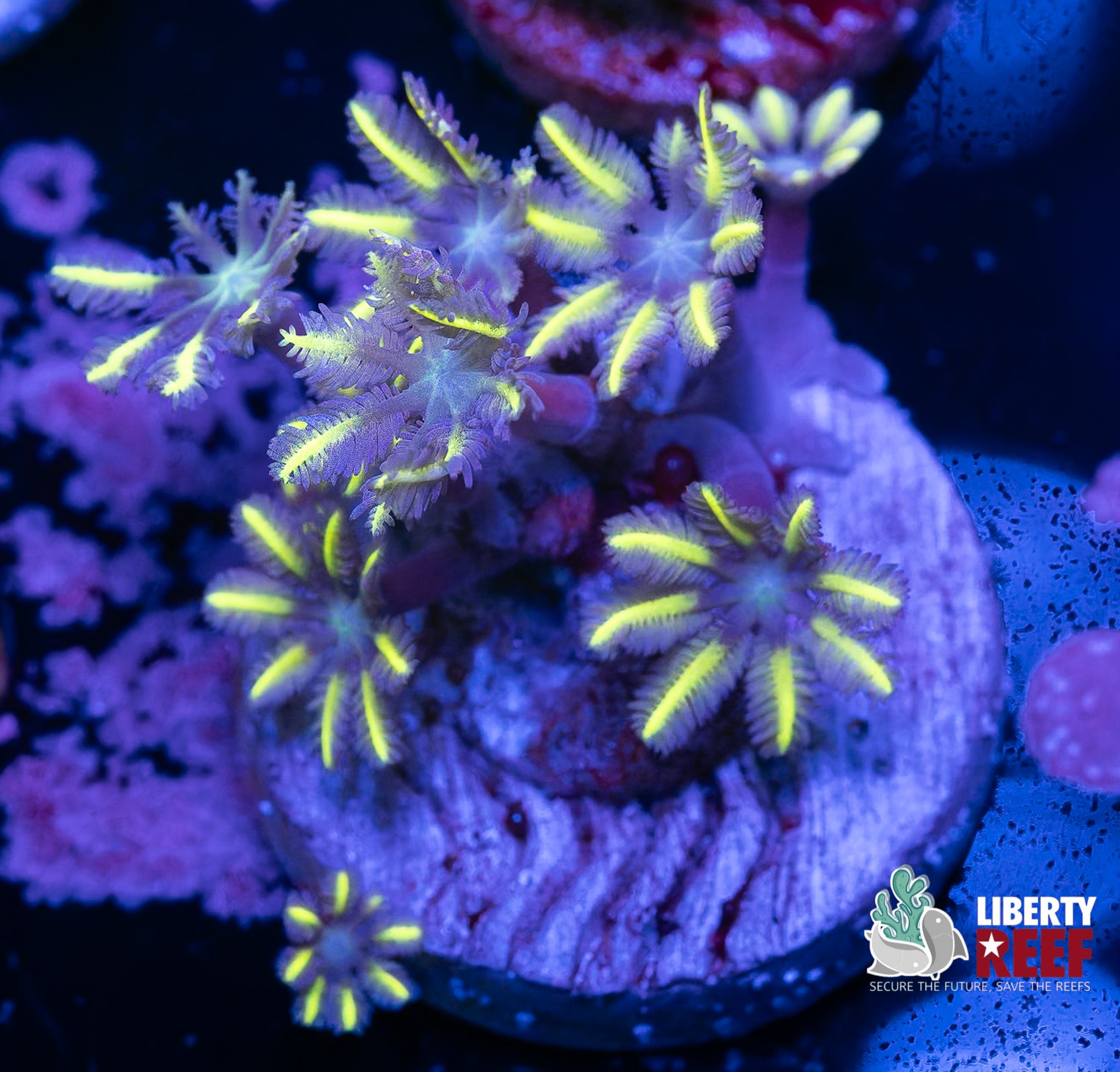 Amber Beam Zoas
