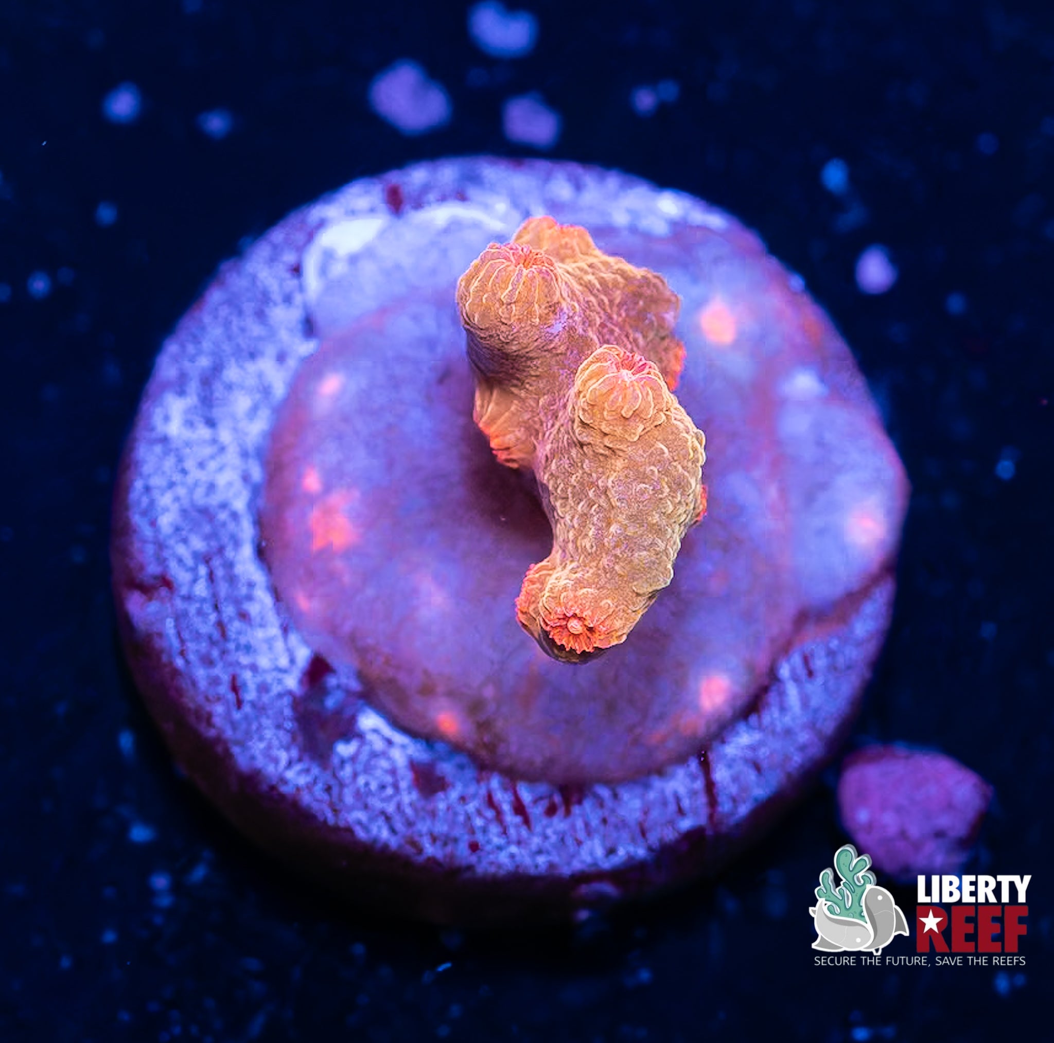 INSANE Branching Cyphastrea (Rare)