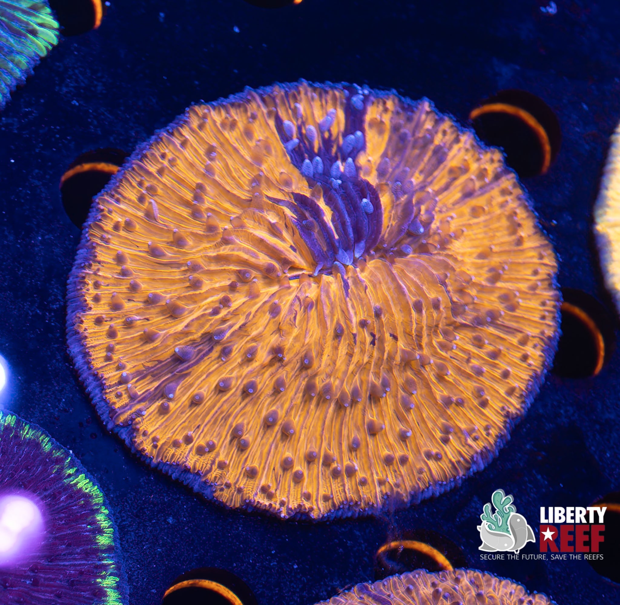 Cruella Inferno Plate Coral