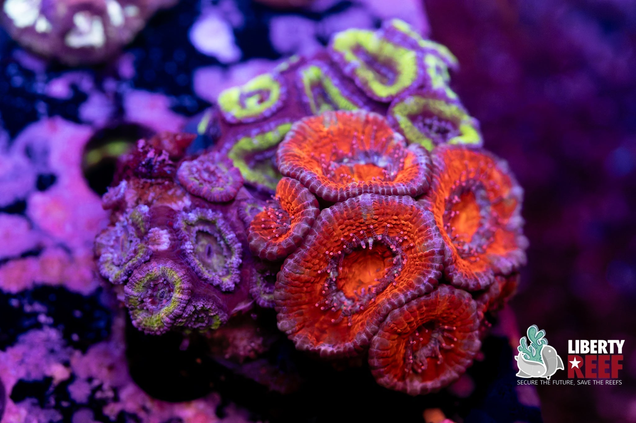 Liberty Reef Auction