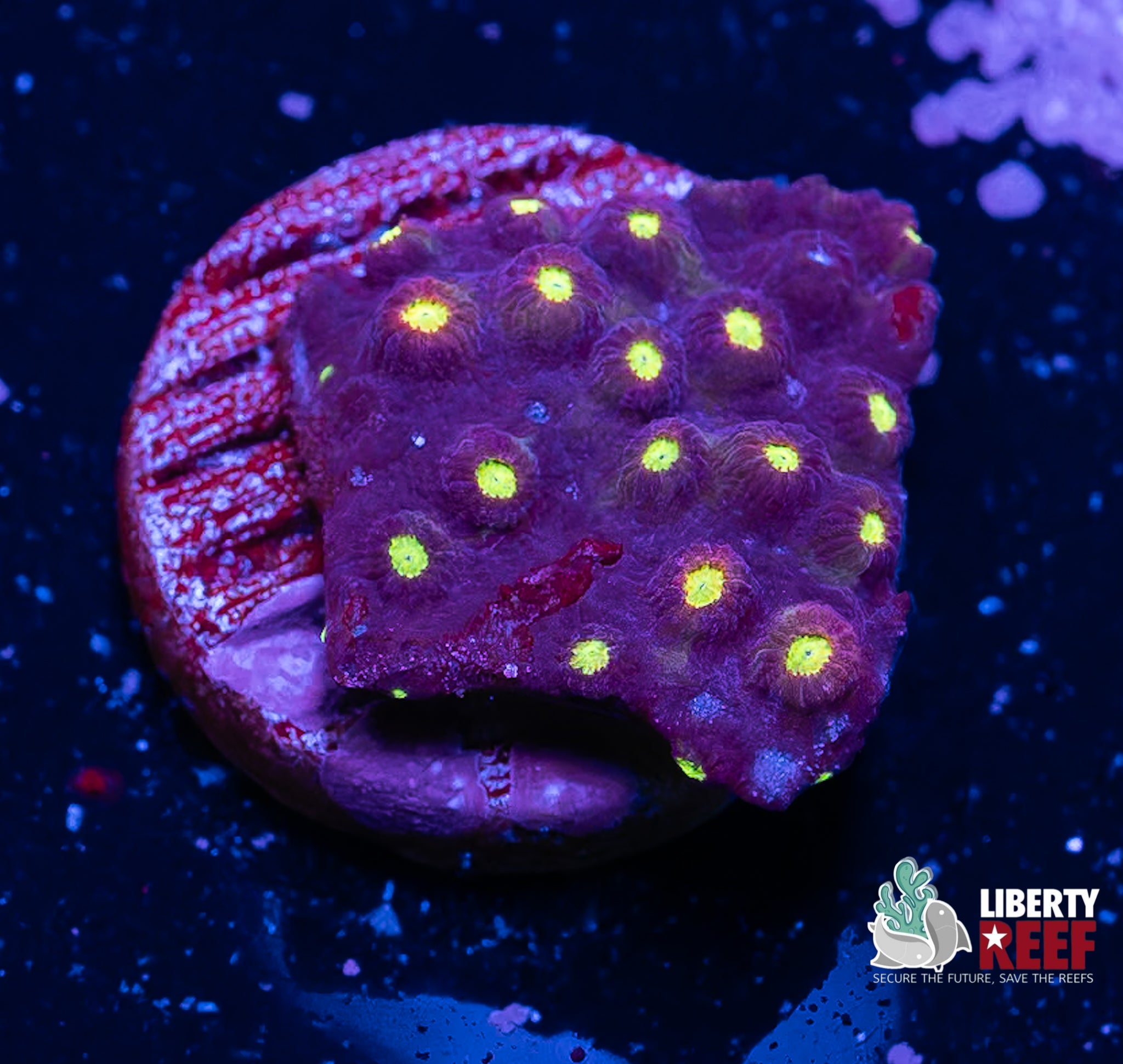 JF Bling Bling Cyphastrea