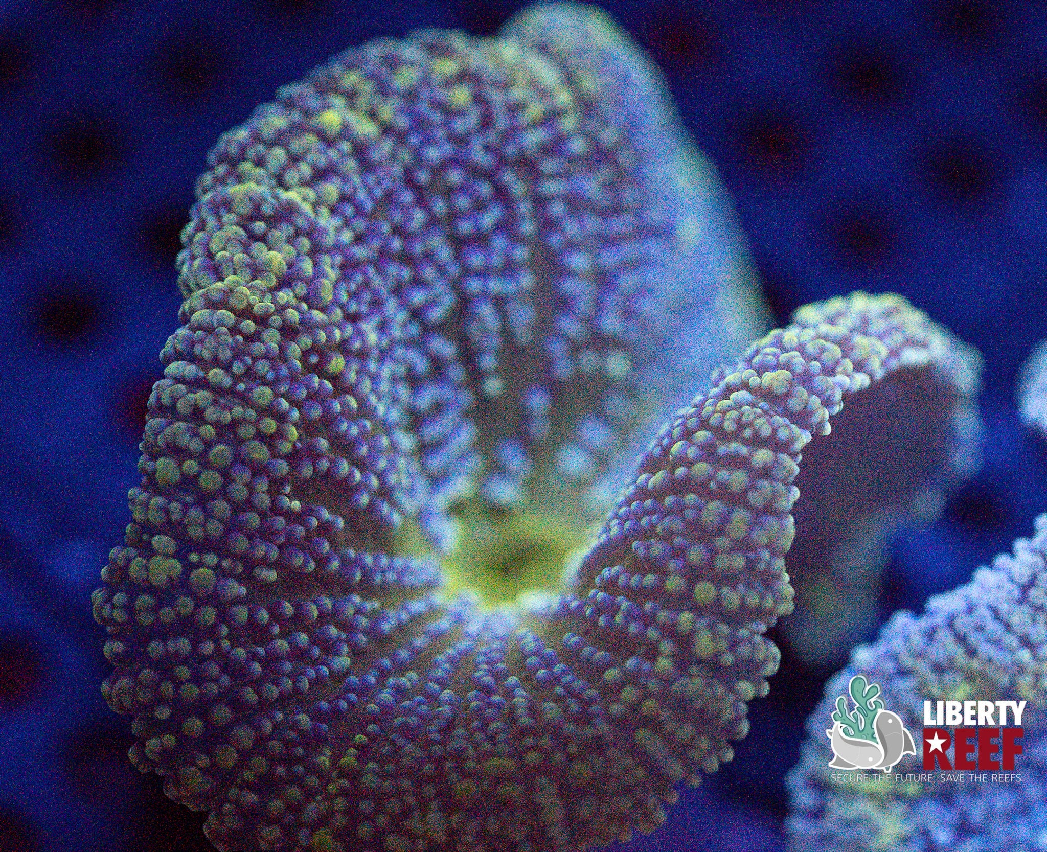 Mini (Baby) Carpet Anenome