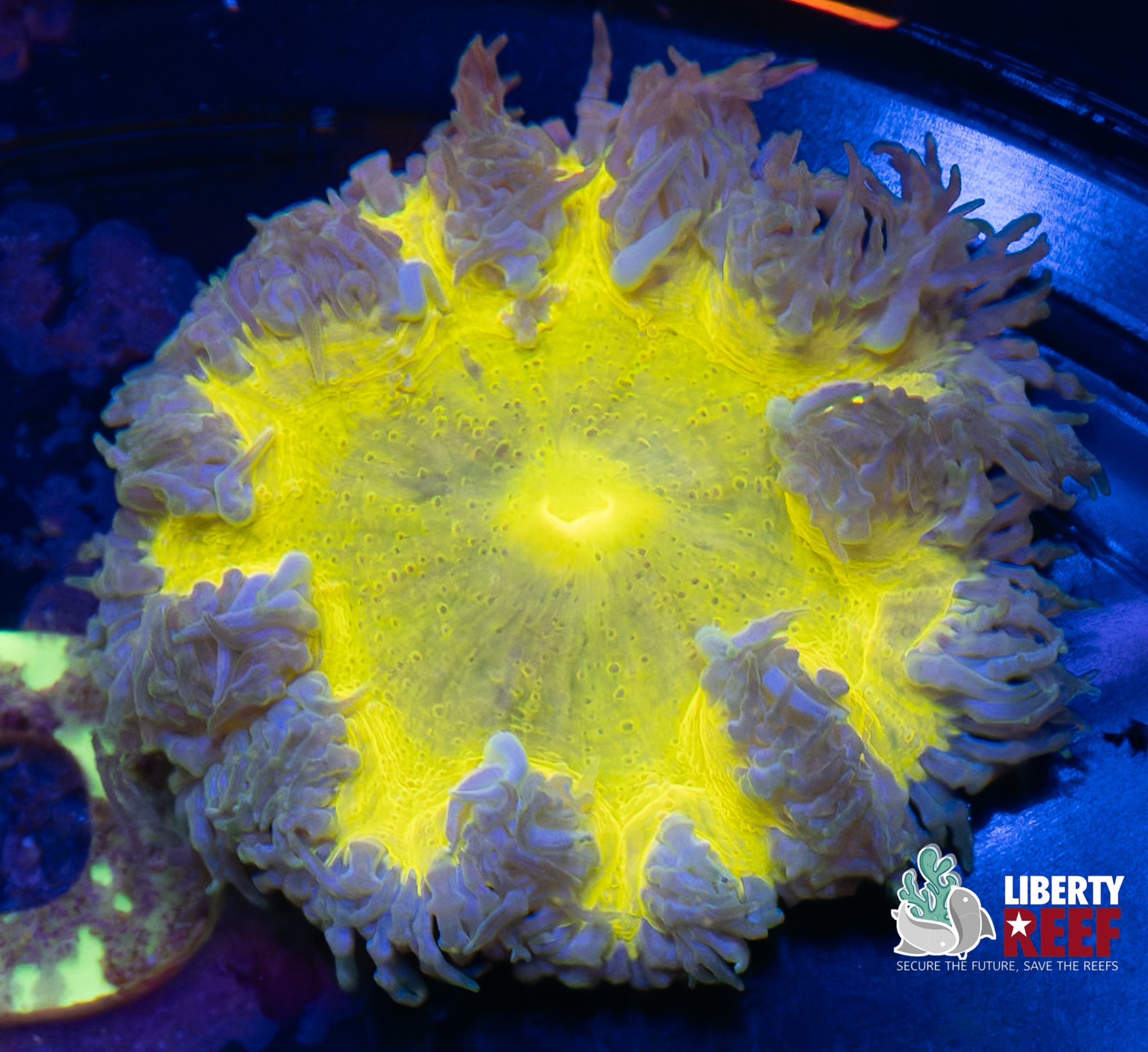 Insane Ultra Rock Flower Anemone