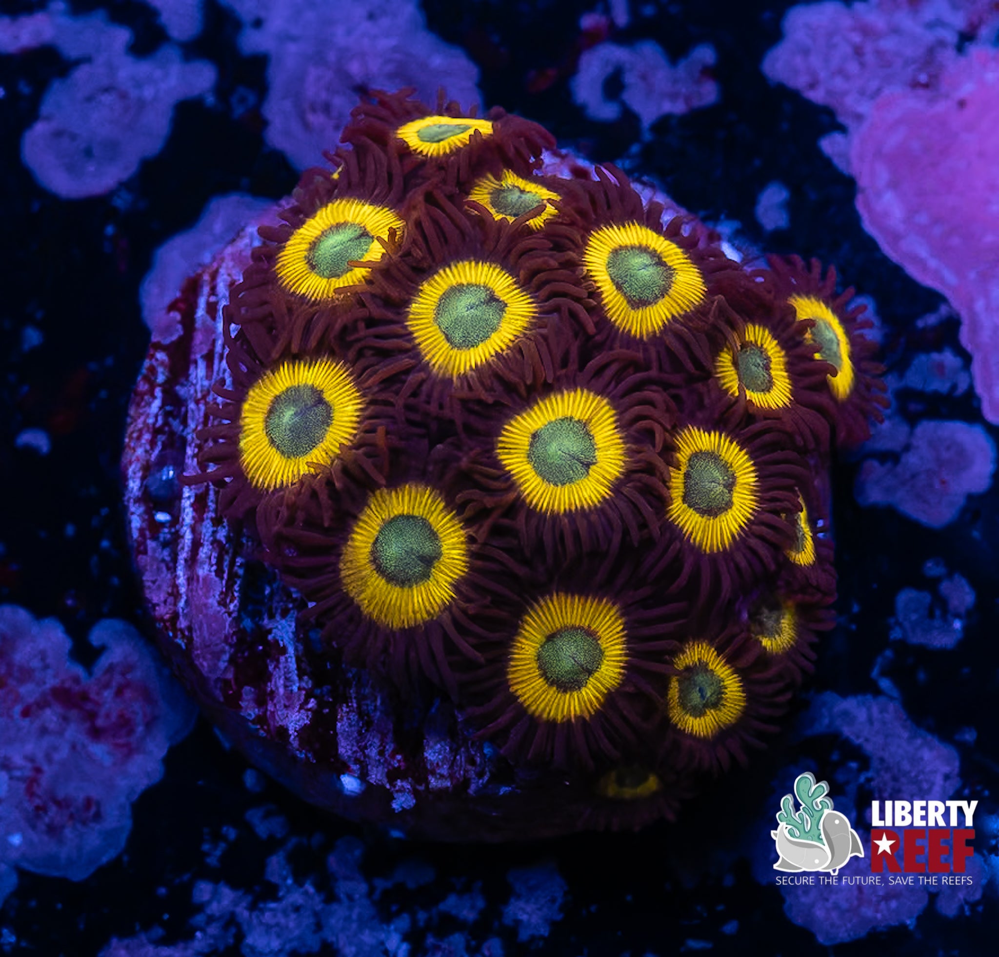 Vulcan Blood Zoas