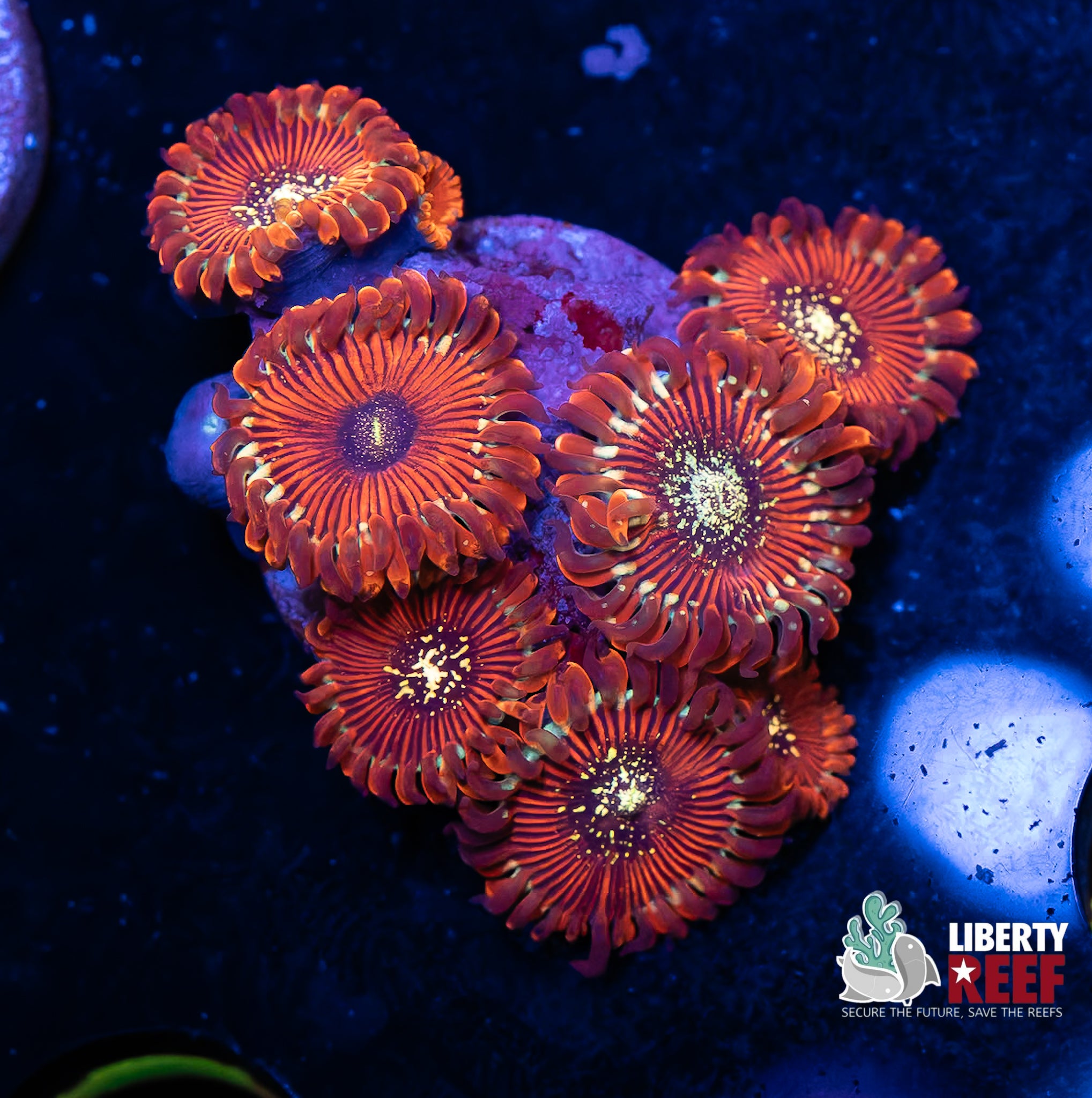 Magician Zoas