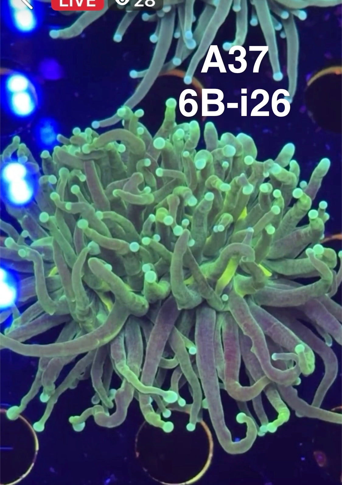 8/30 Facebook Live Auction