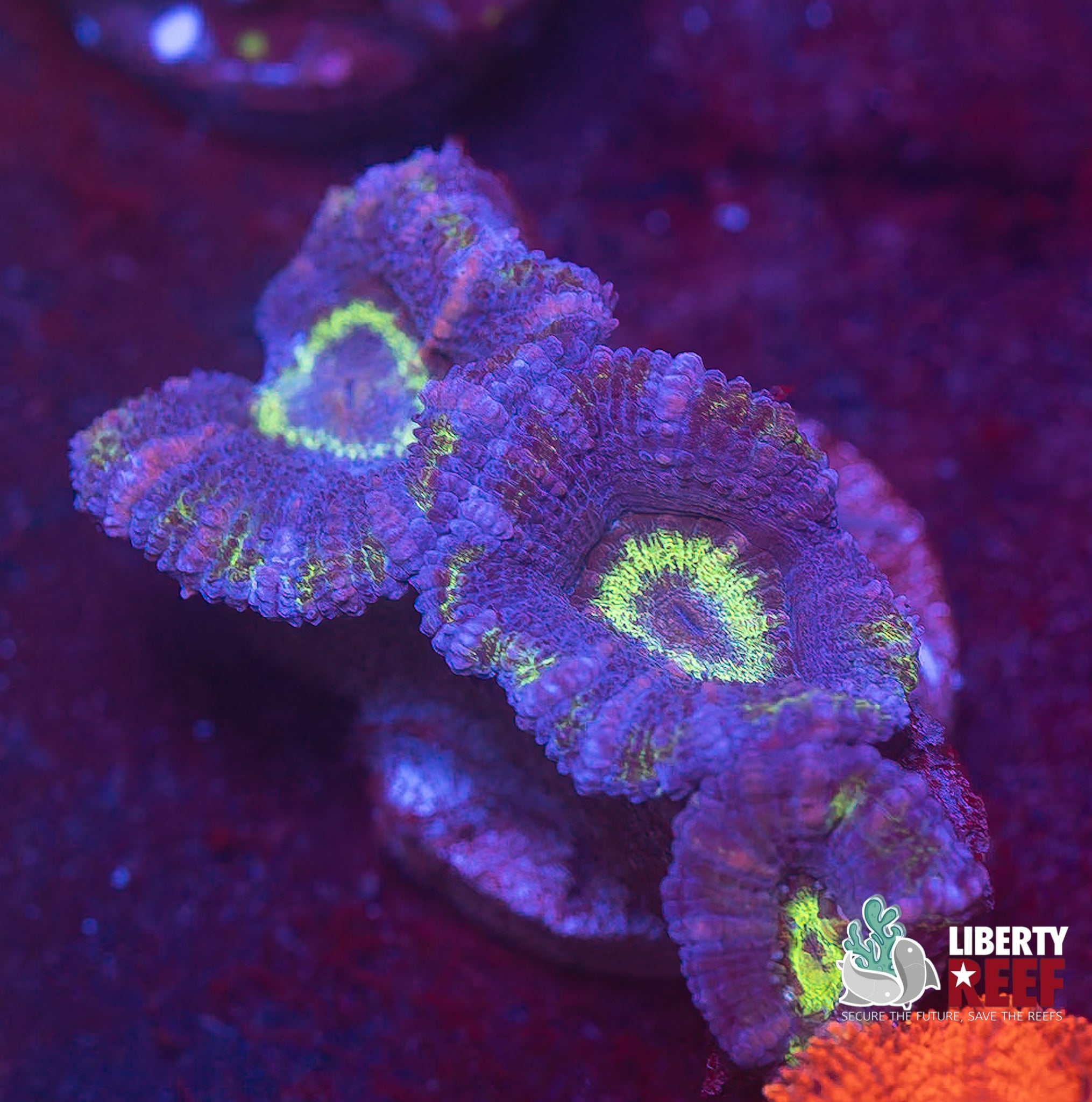 Alien Ring Acans