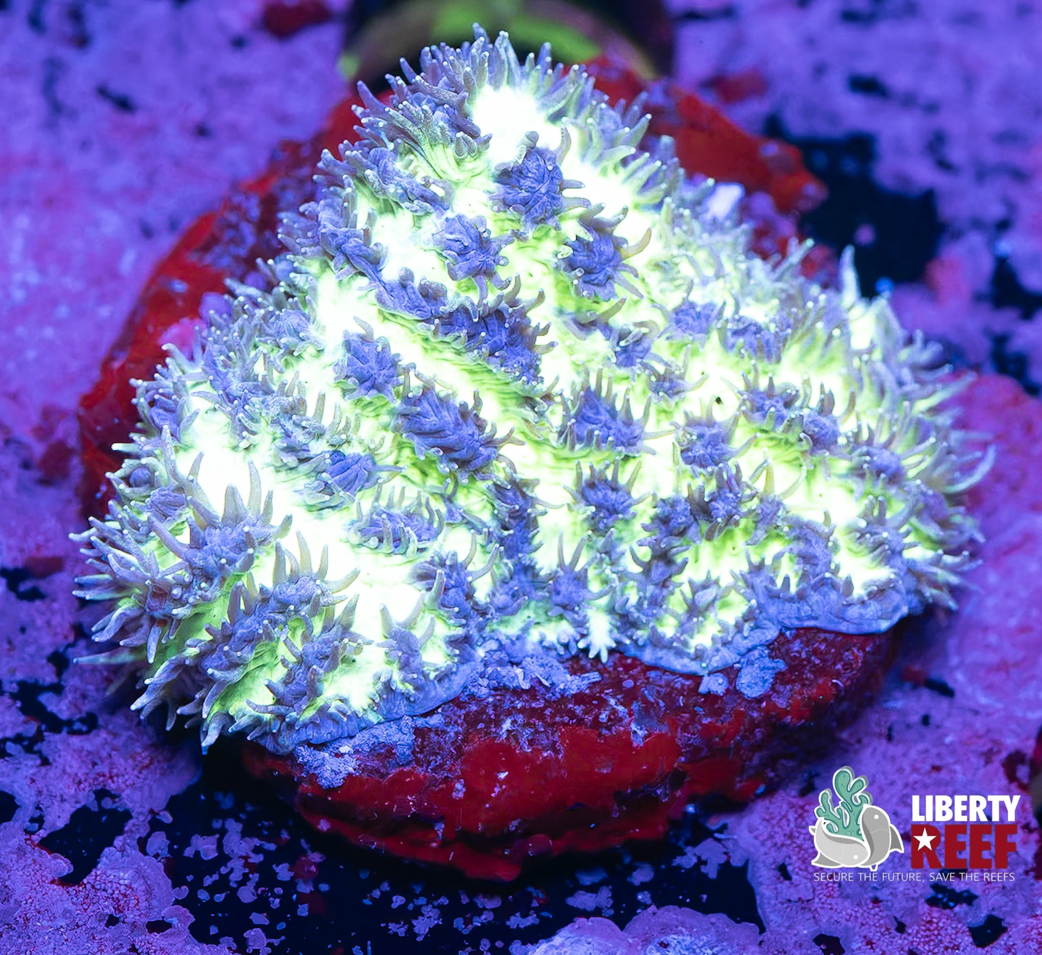 Biota Purple Fur Palau Hydnophora