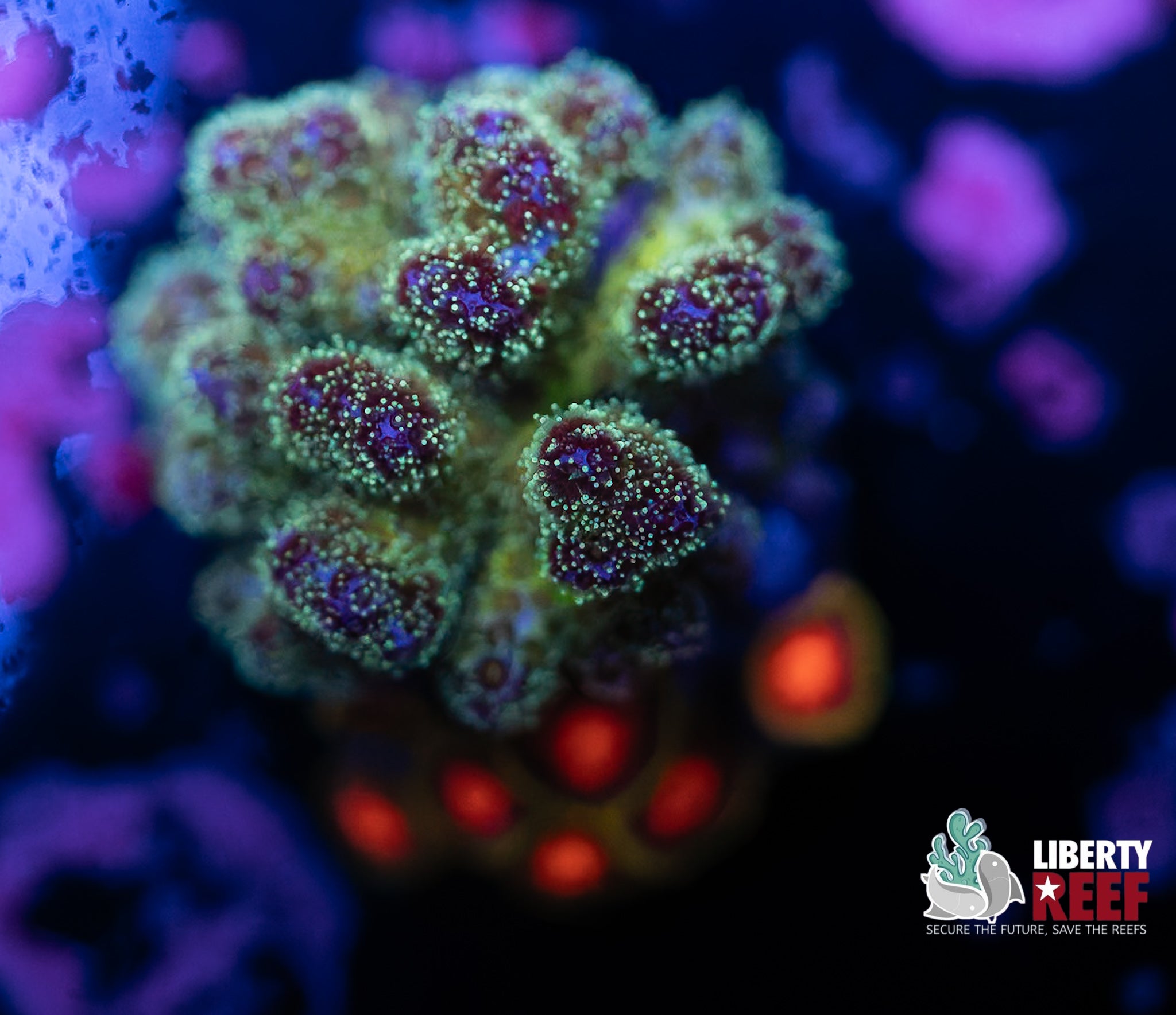 Pocillopora /Zoa Combo