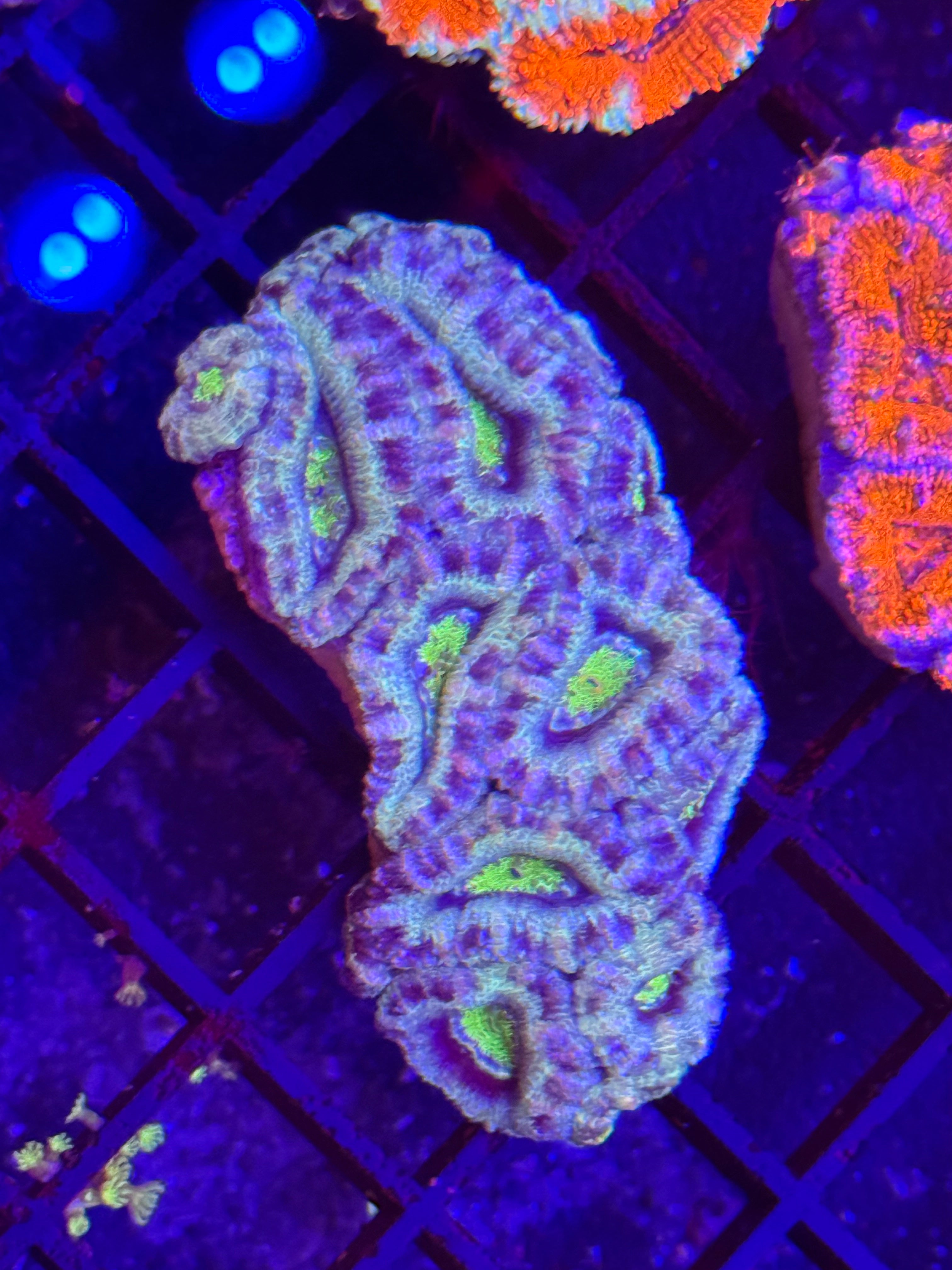 Acan Mini Colony 2 Pack