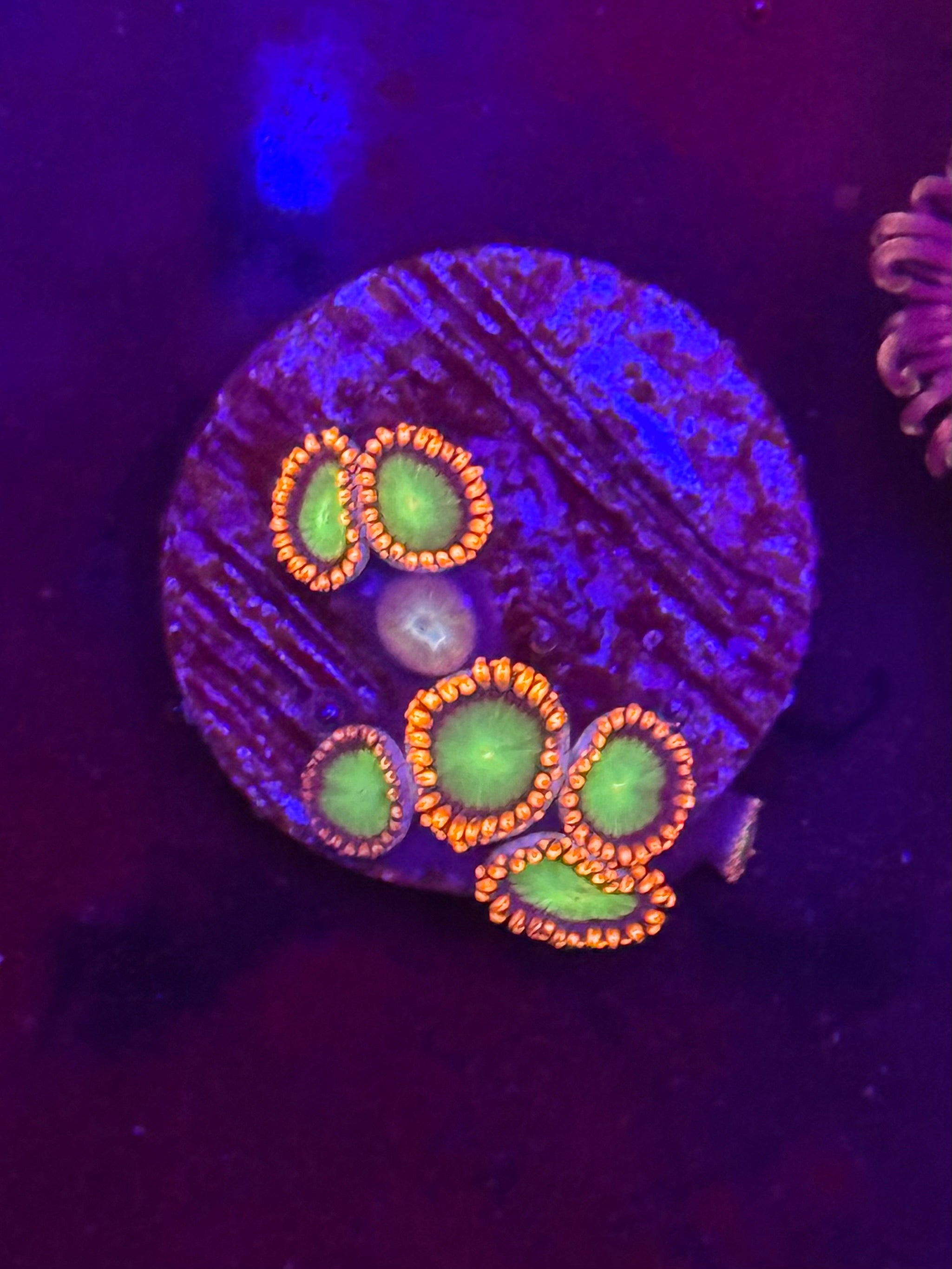 Goblins on Fire Zoas