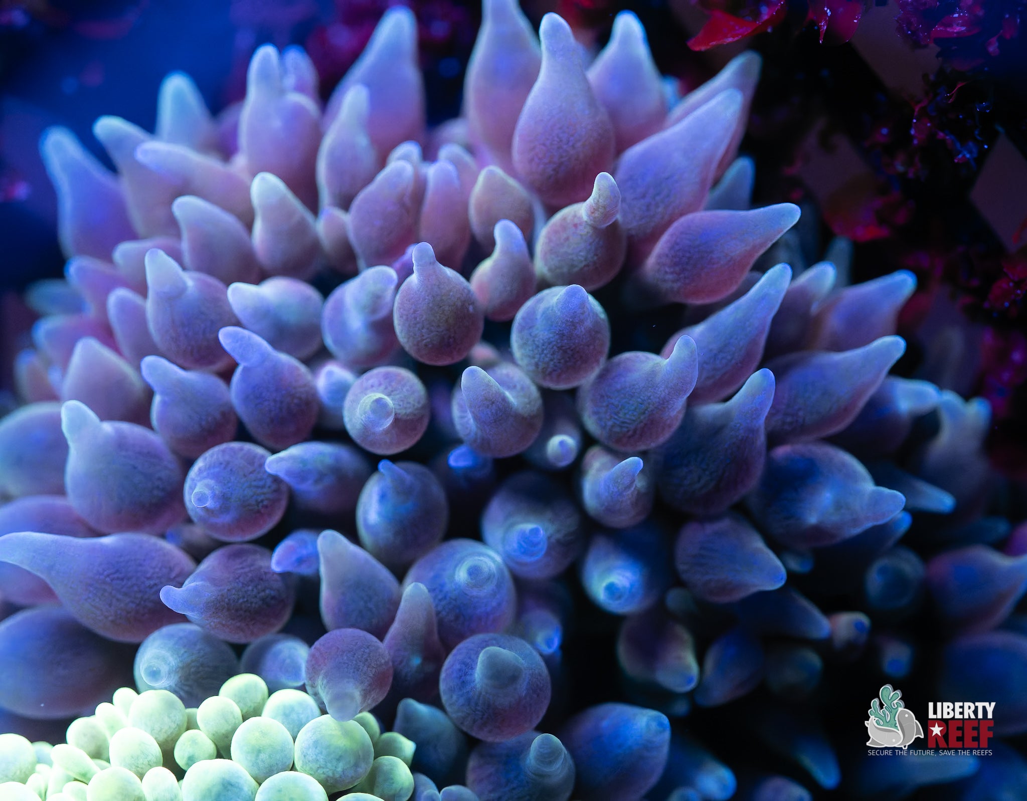 10/31 Online Auction