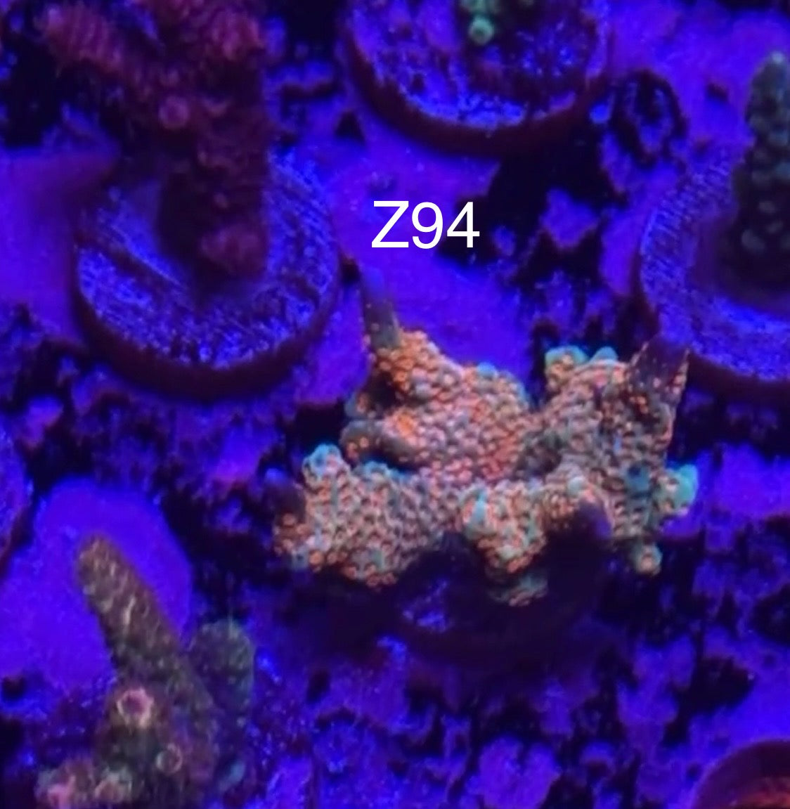(Copy) 7/26 Facebook Live Auction