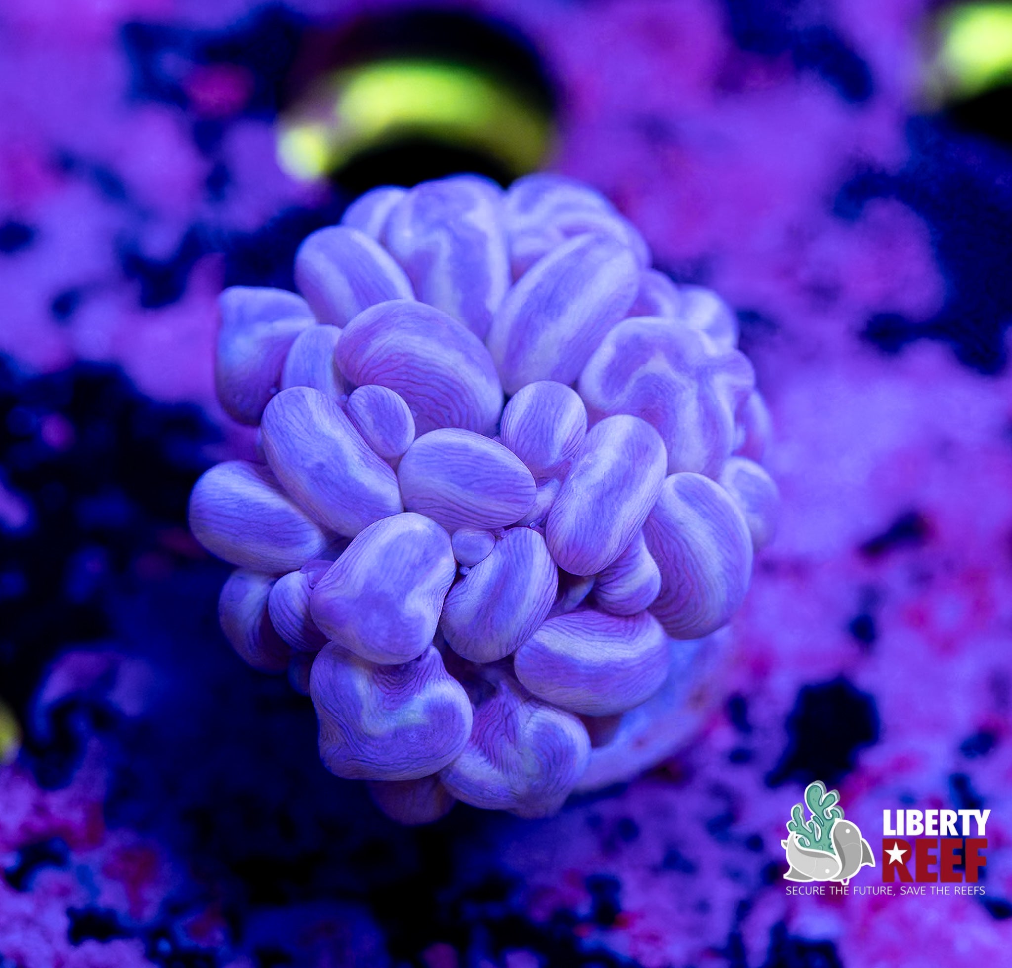 Metallic Bubble Coral