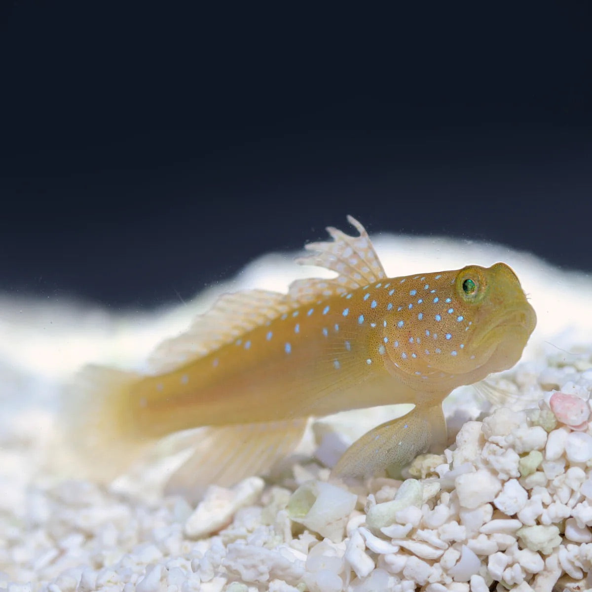 Biota Yellow Watchman Goby