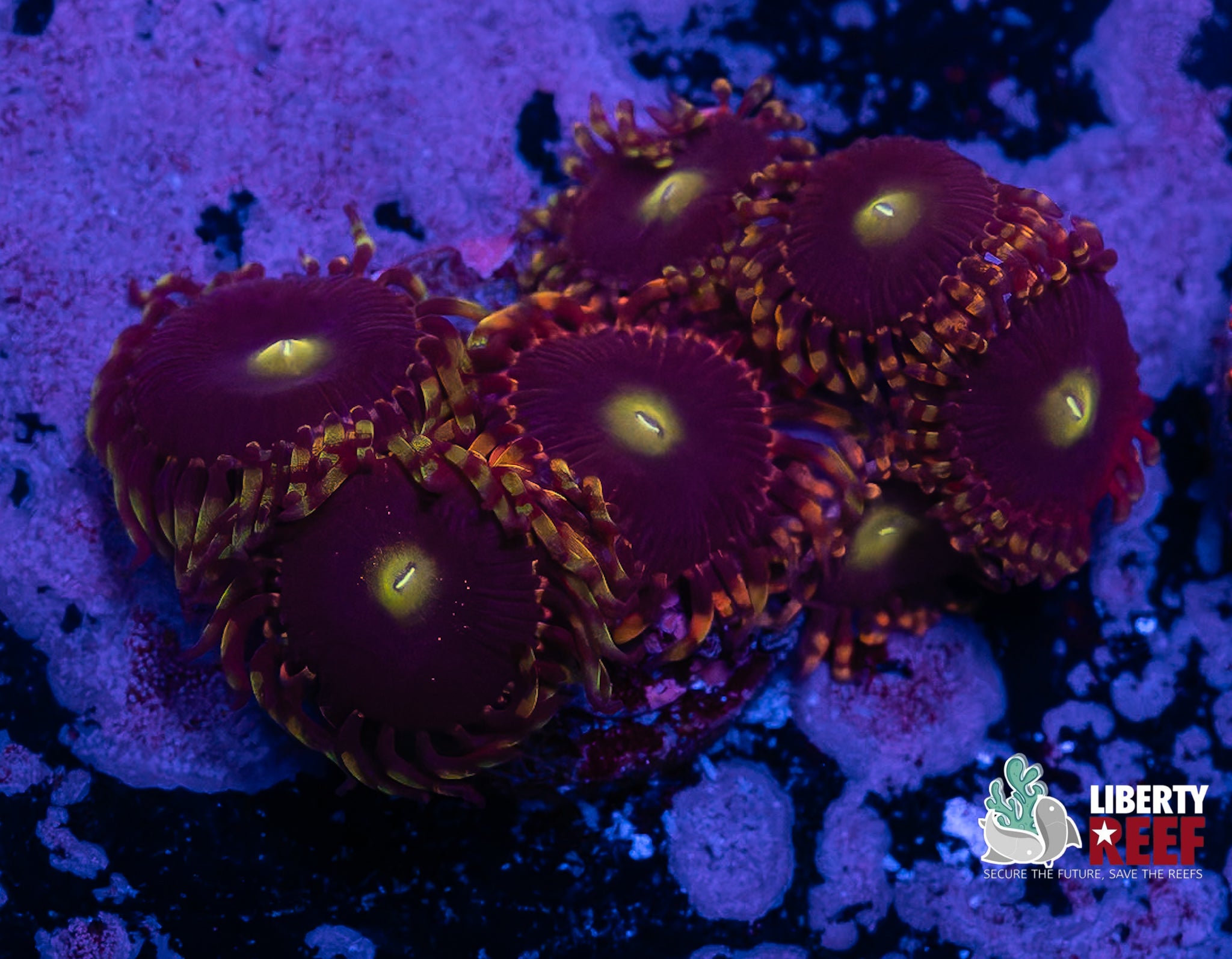 Big R Bozo Birthday Zoas