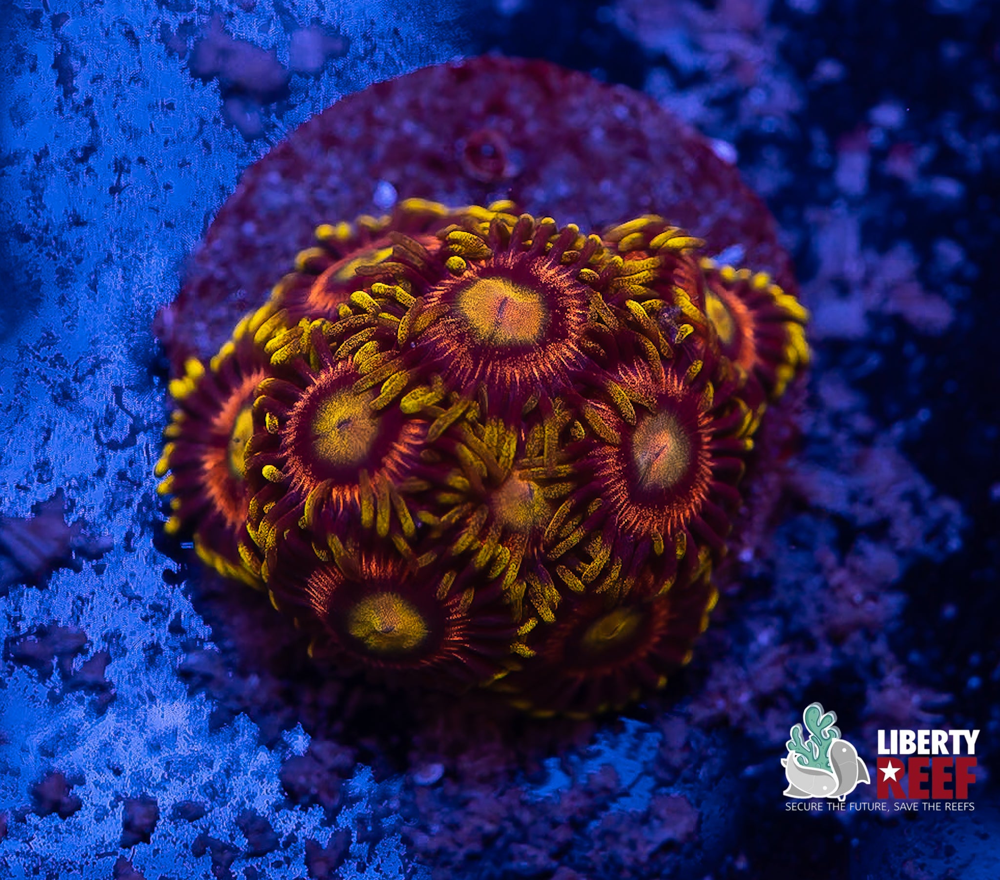 Laser Lemon Zoas