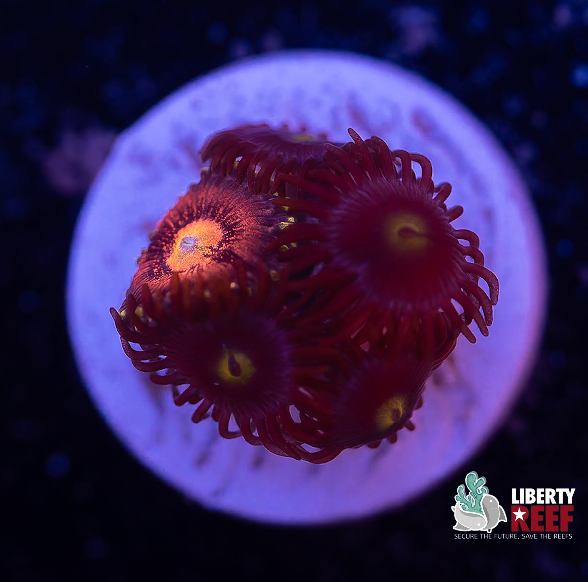 Cookie Monster Zoas