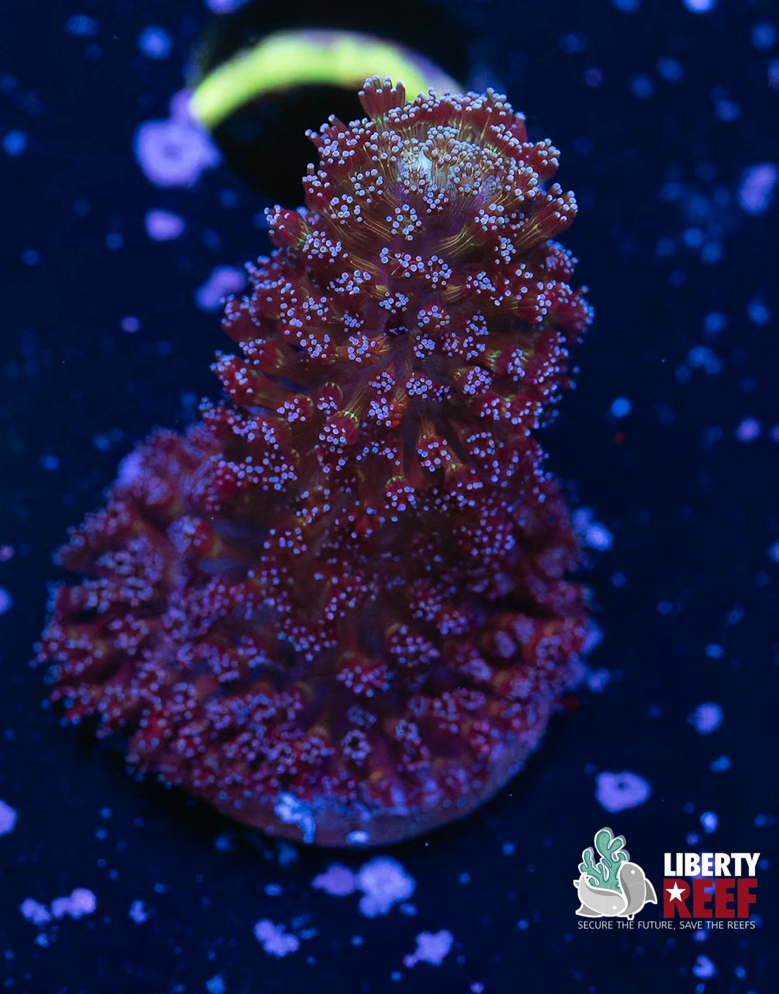 Blue Pocillopora