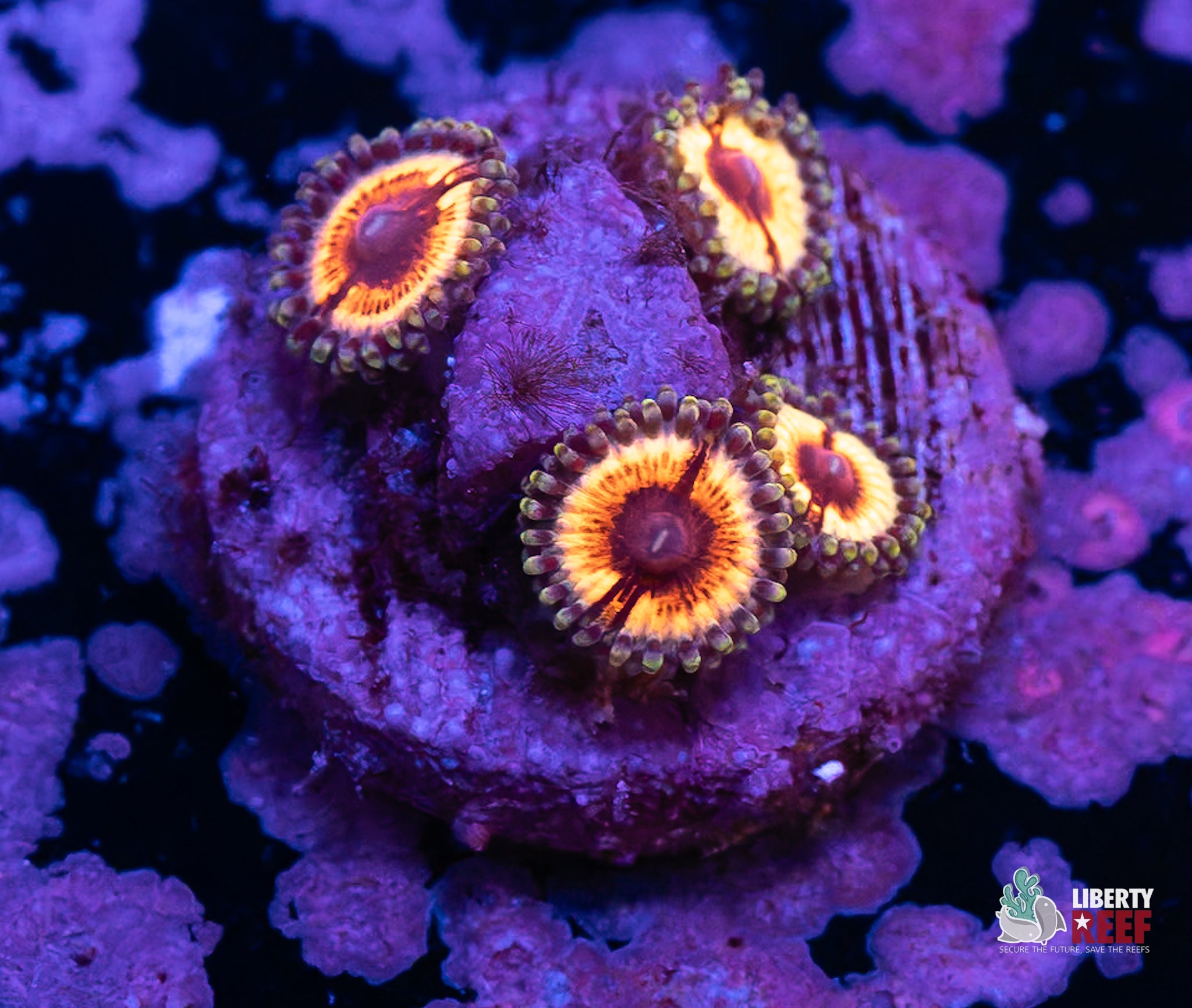 10/31 Online Auction