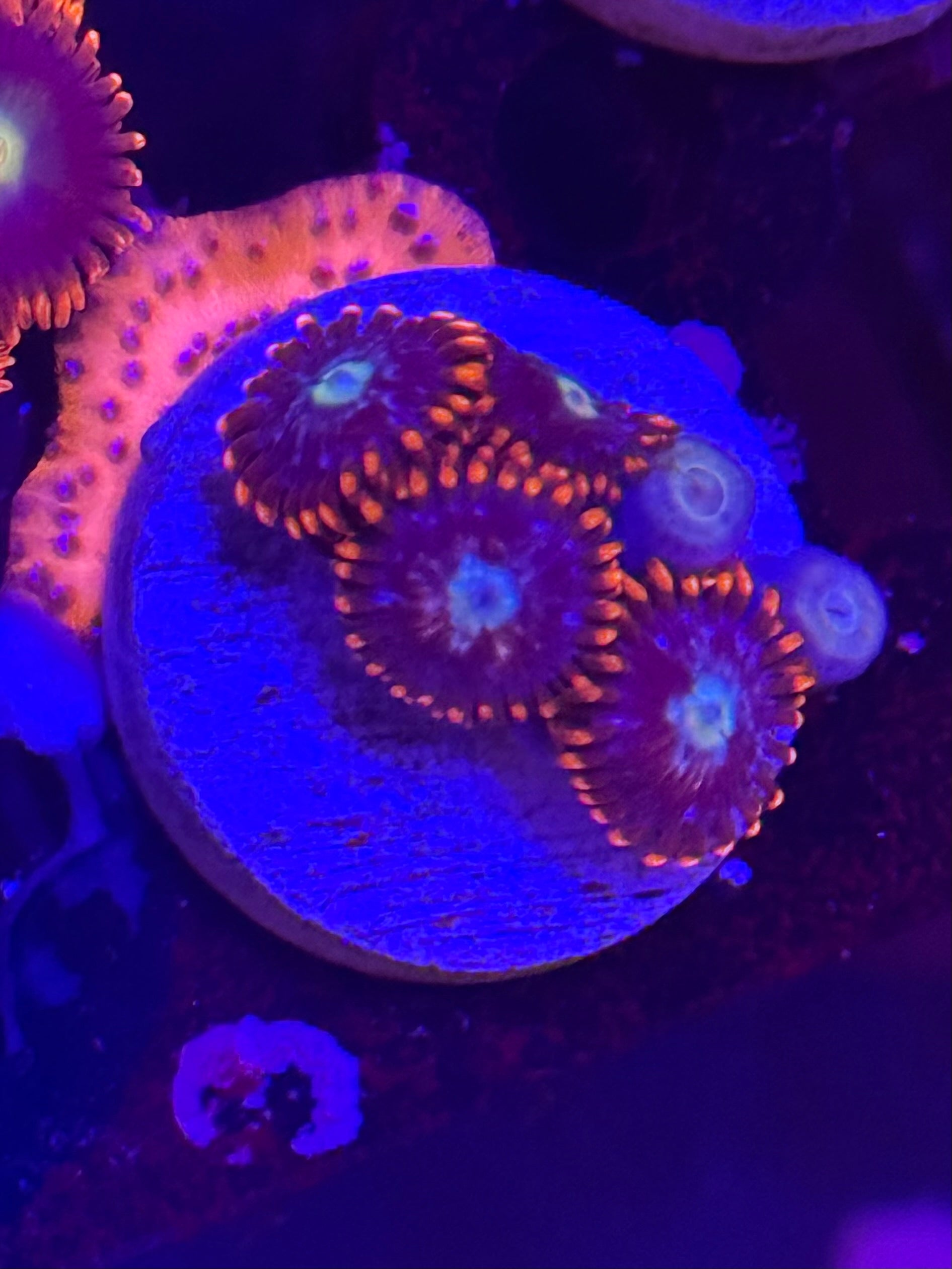 Fire & Ice Zoas