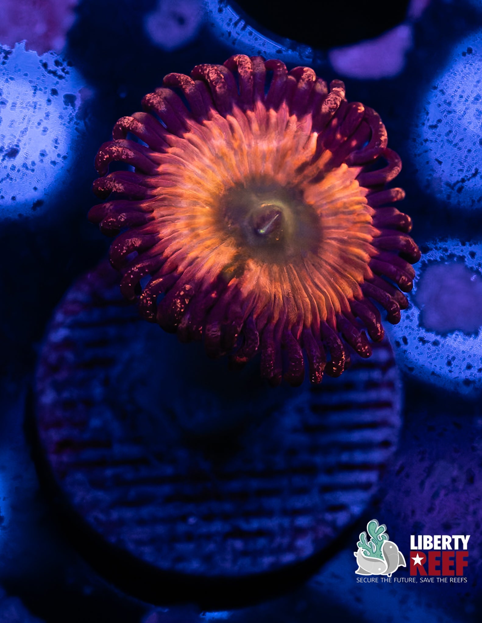 INSANE Zoa Morph