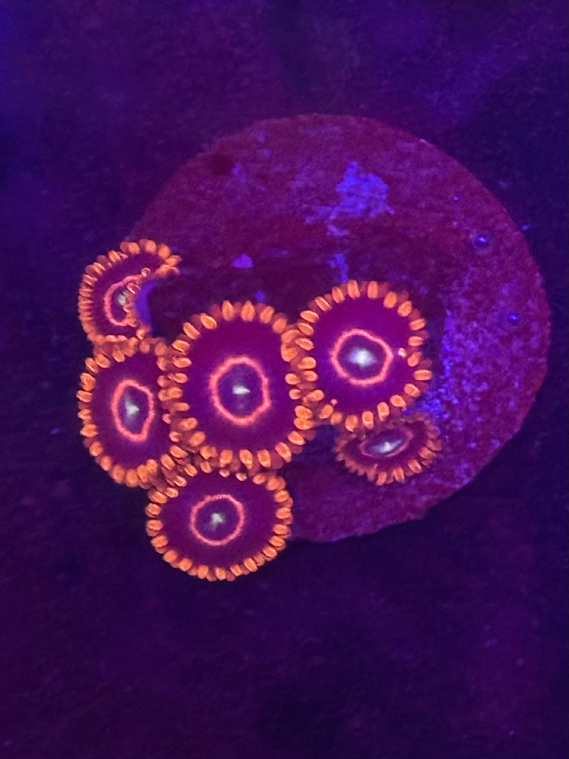 Red Hornet Zoas