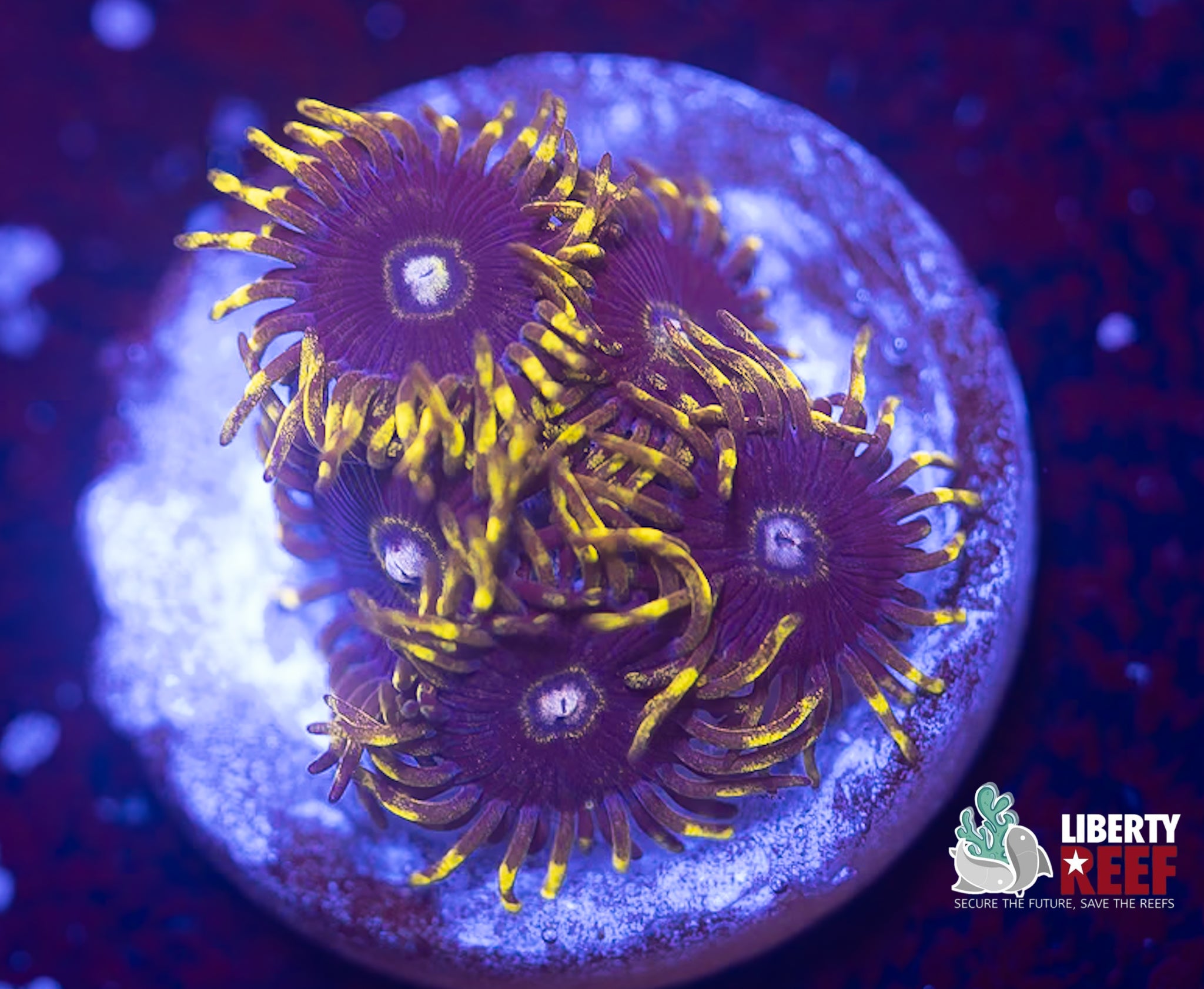 Yellow Hornet Zoas