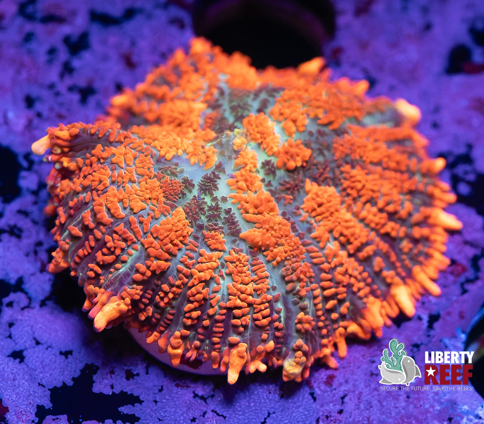 Volcanic Explosion Rhodactus Mushroom