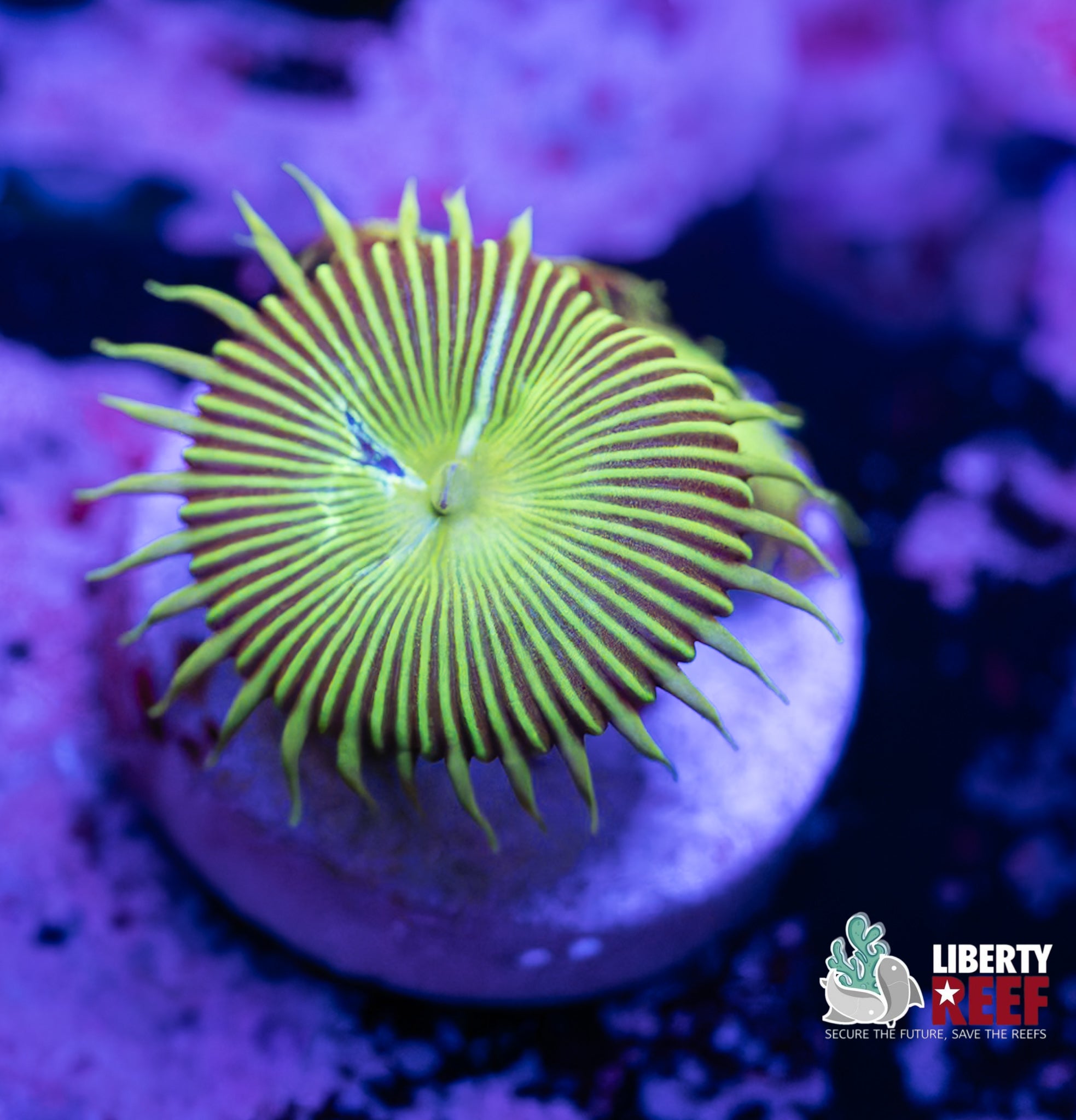 Green Paly