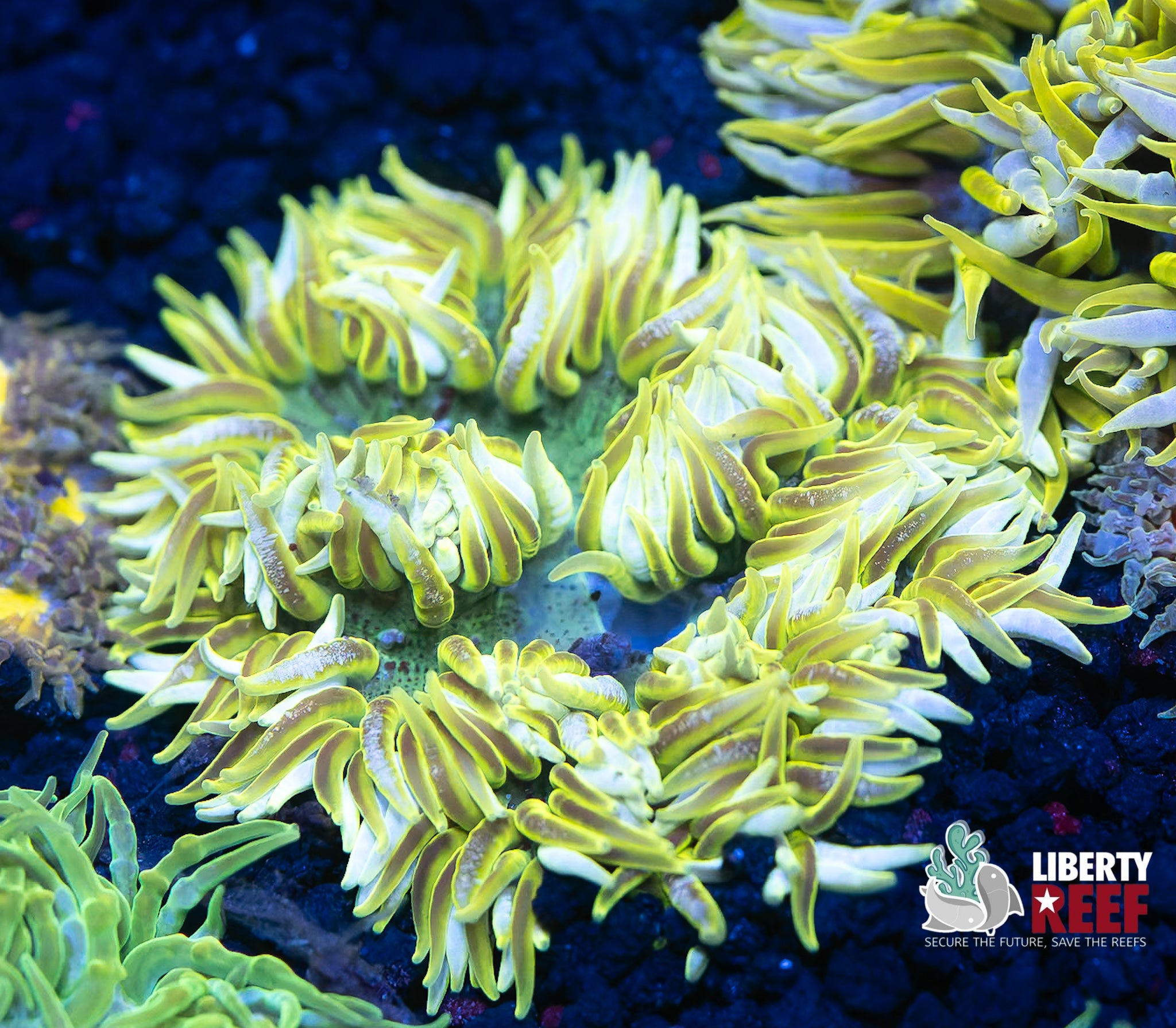 Oscar the Grouch Rock Flower
