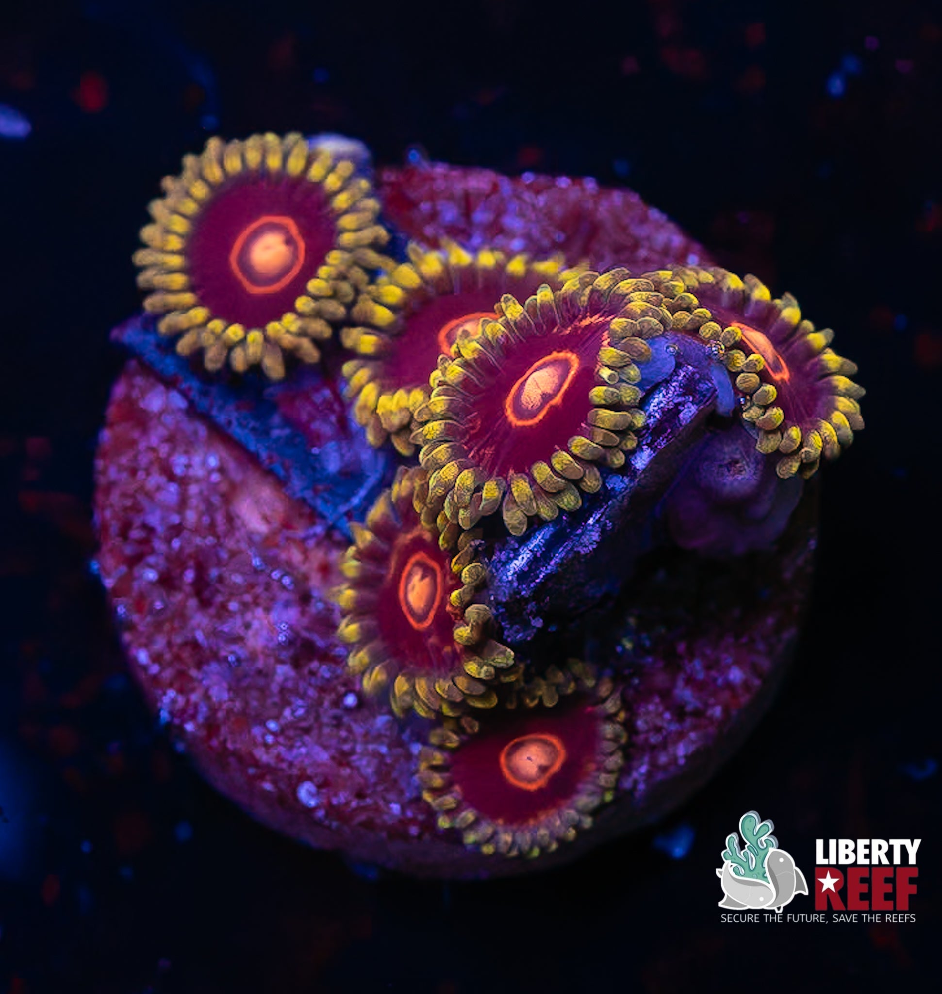 CB King Jawbreaker Hornet Zoas