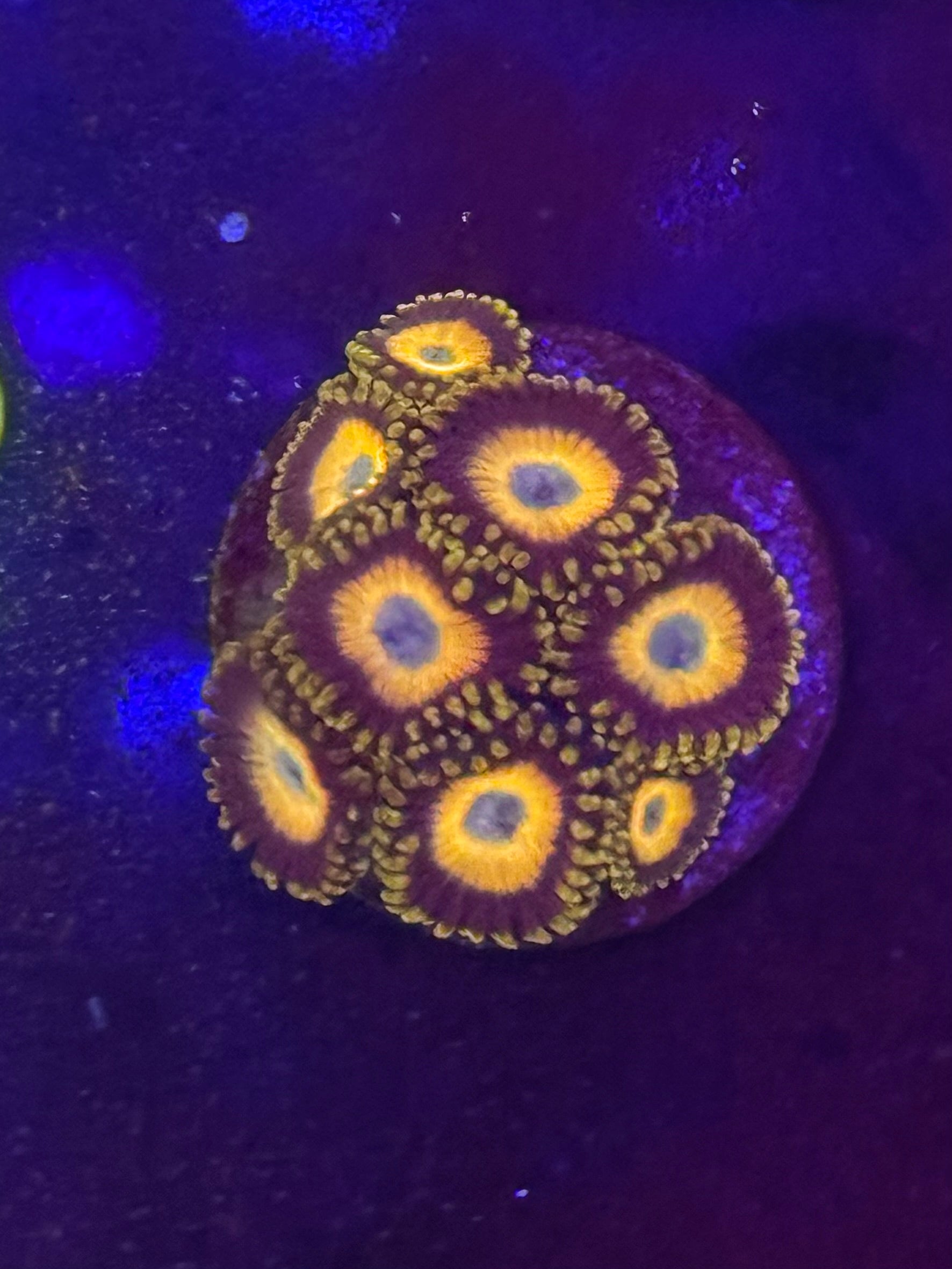 Scrambled Eggs Zoas