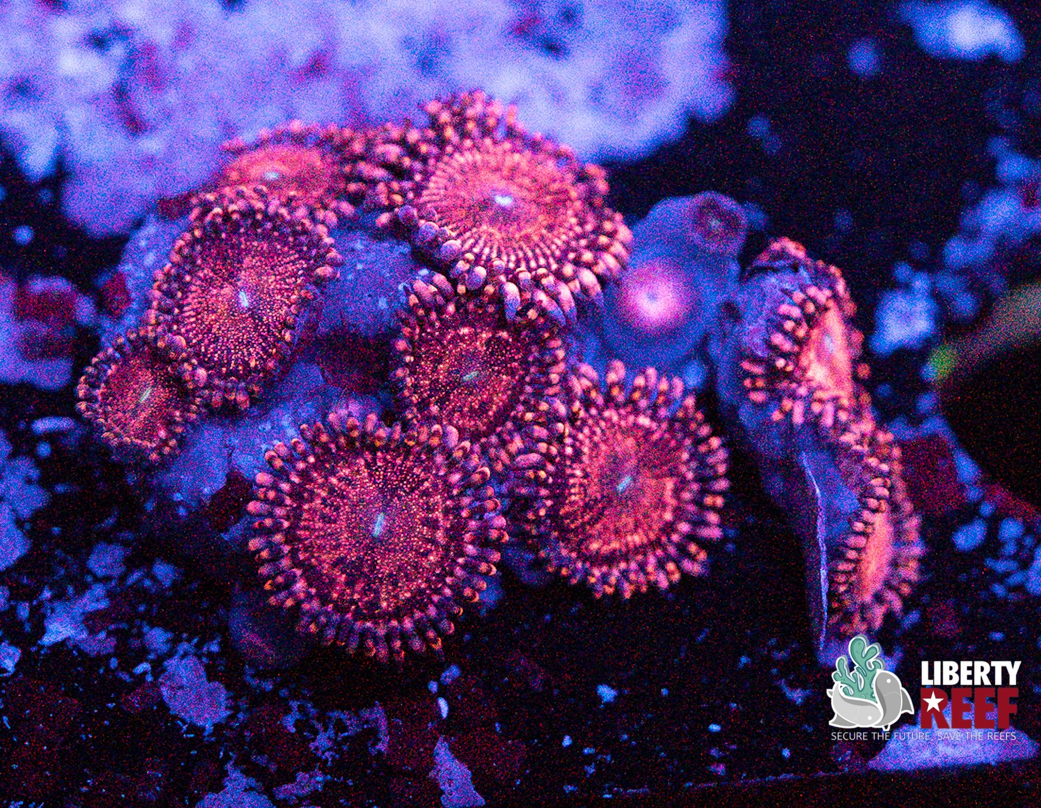 Halle Berry Zoas