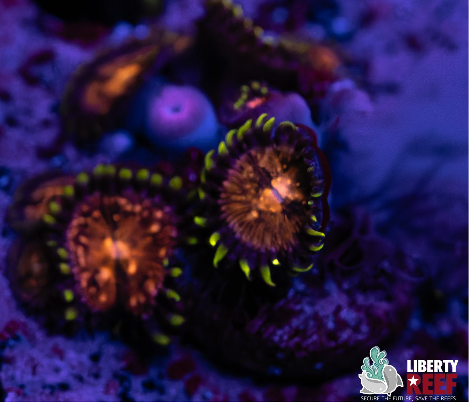 Nirvana Zoas