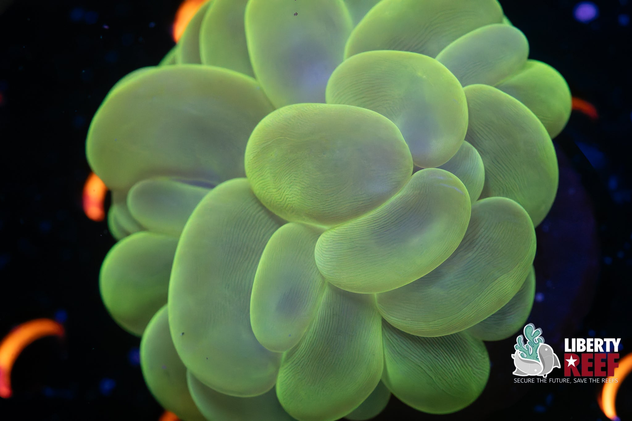 Medium Neon Green Bubble Coral