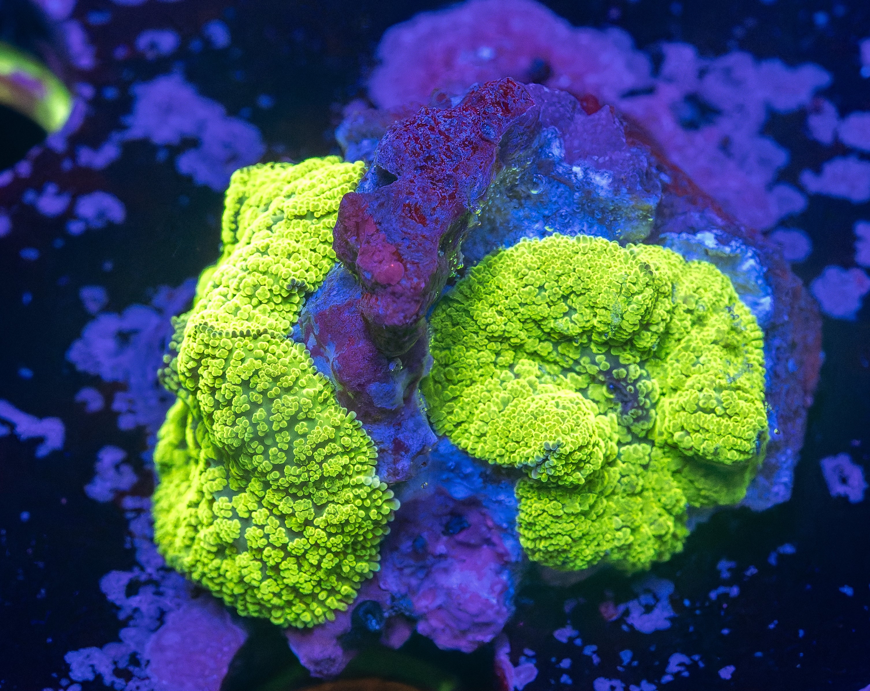 Electric Green Bullseye Mushrooms