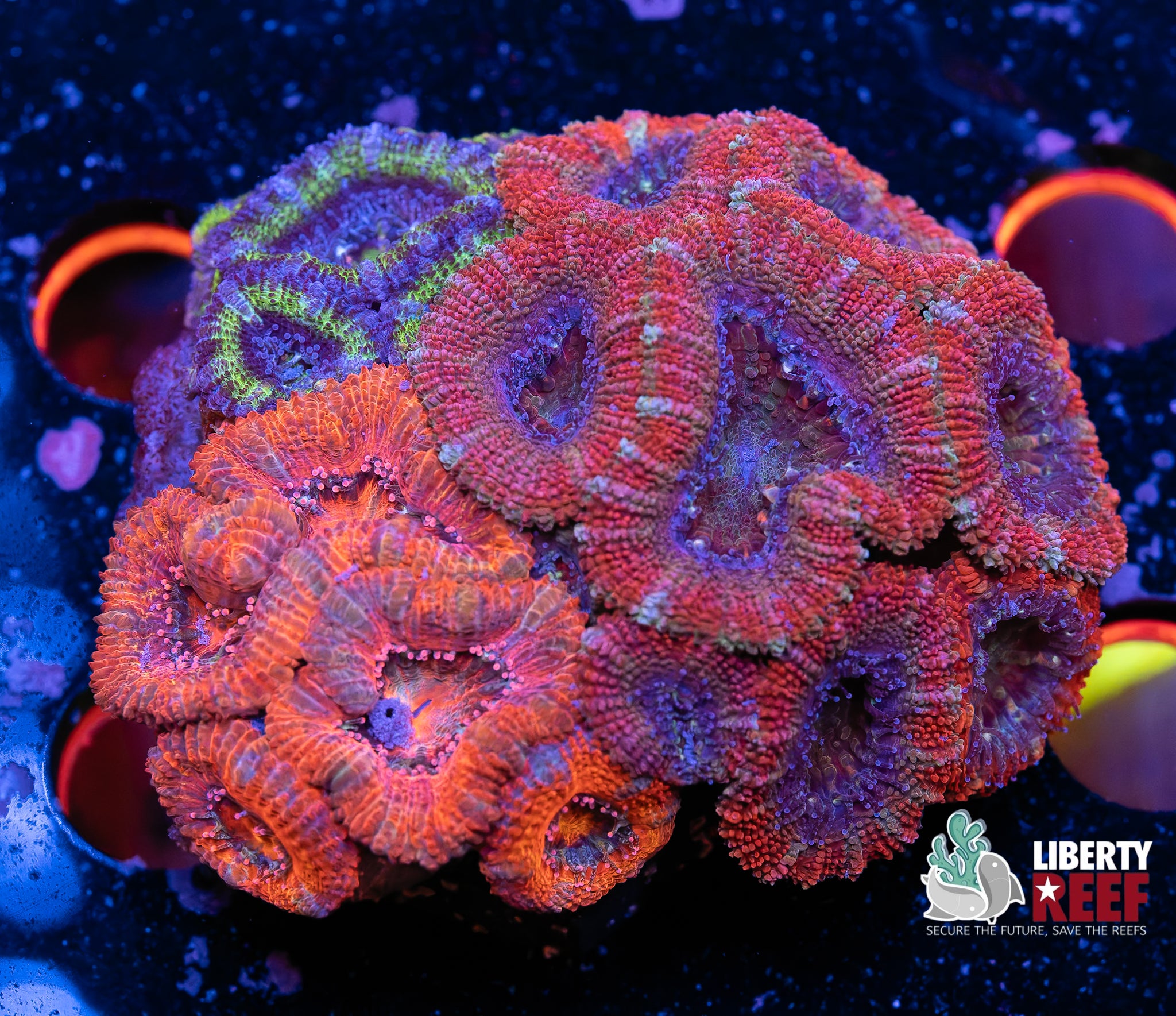 Ultra Acan Garden