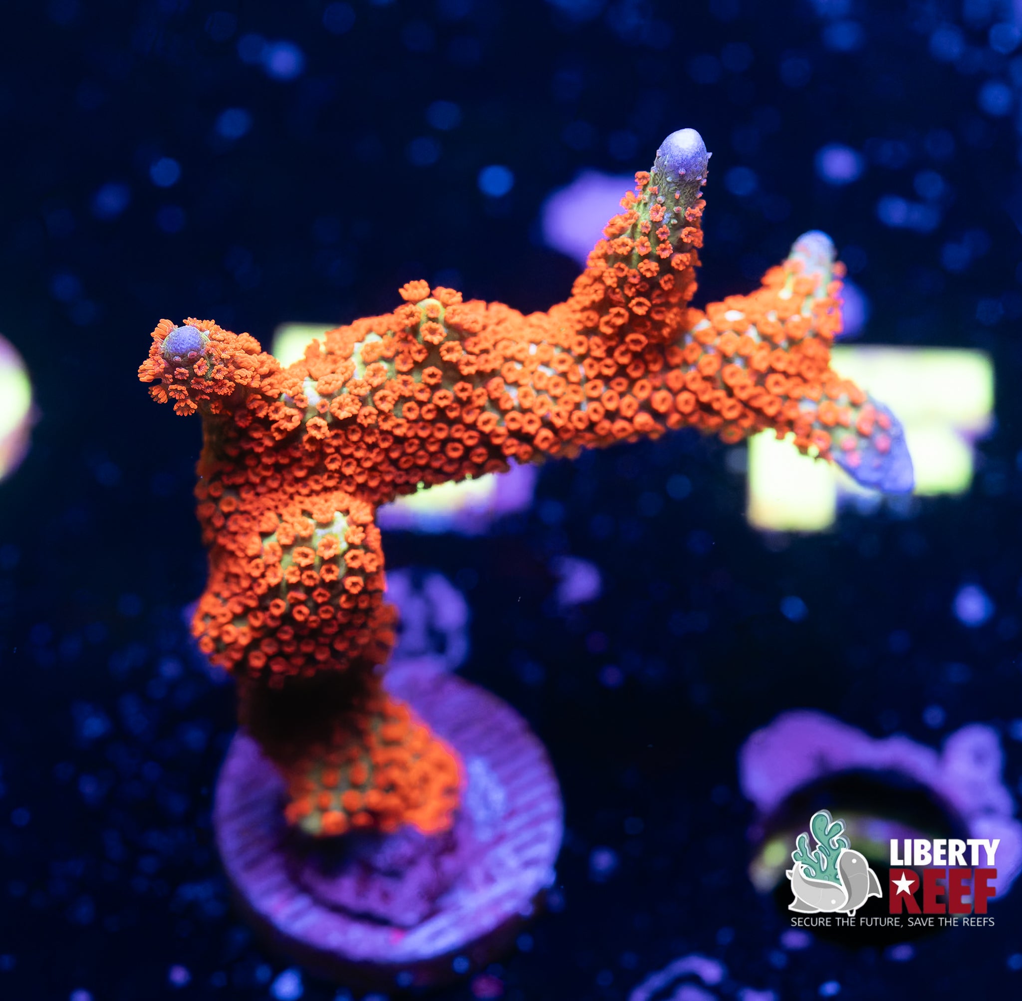 Aquacultured Bubble Gum Digitata