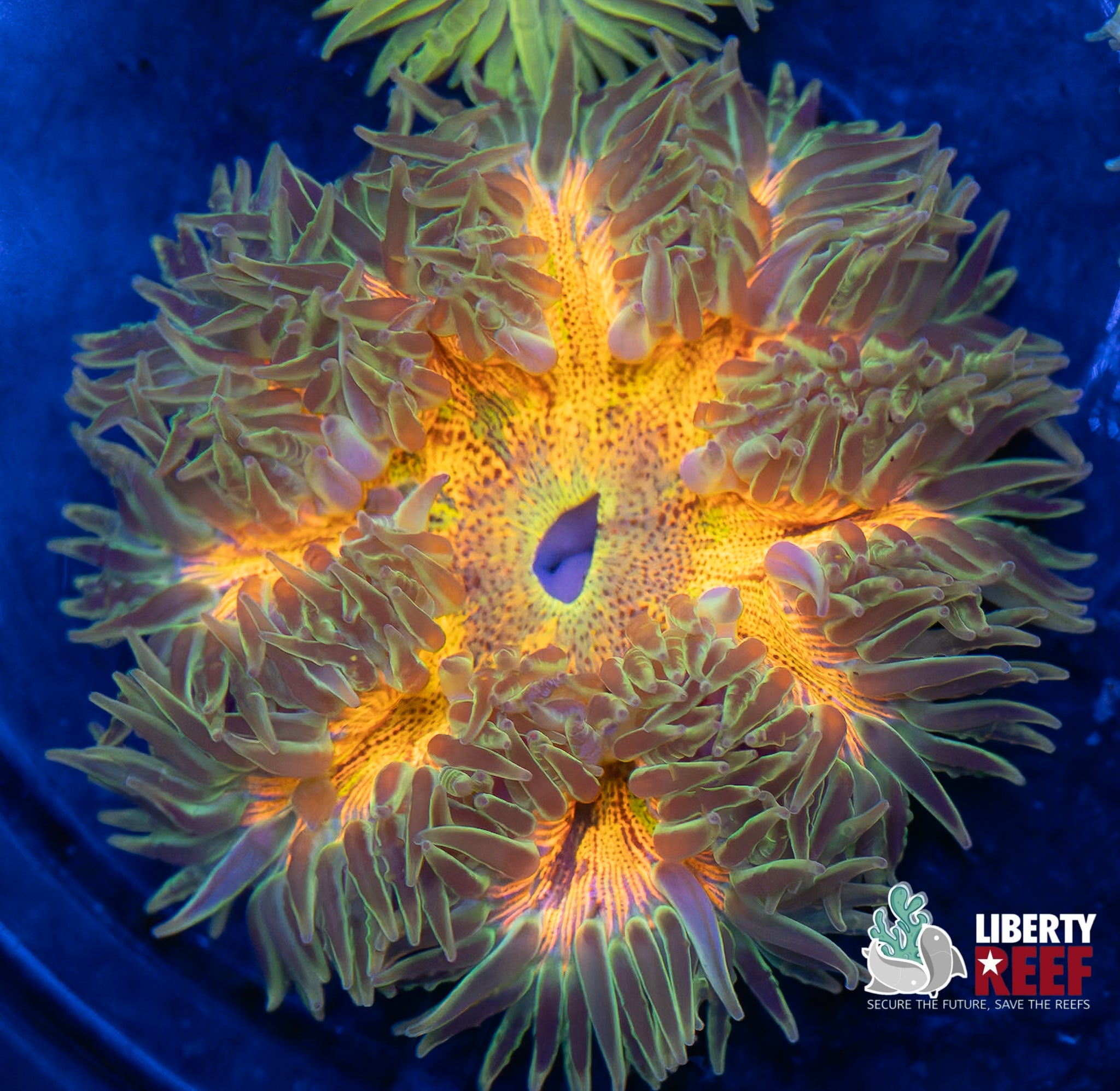 Insane Ultra Rock Flower Anemone