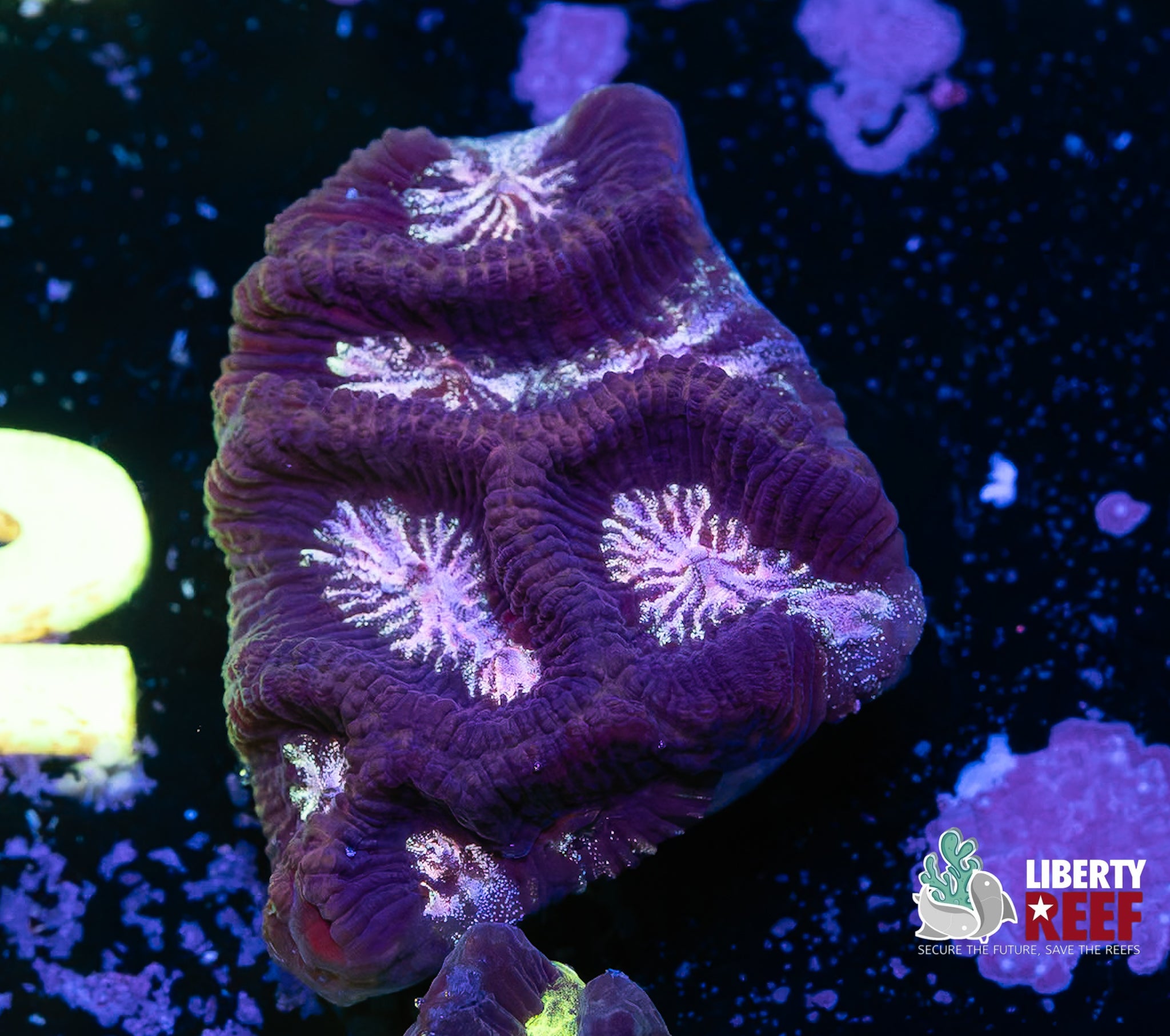 Purple Haze Maze Coral