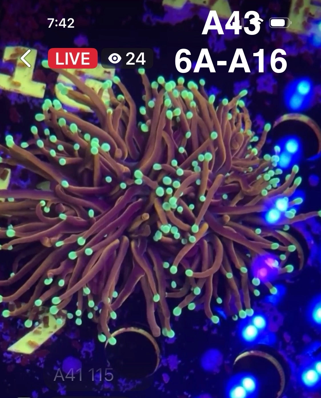 8/30 Facebook Live Auction