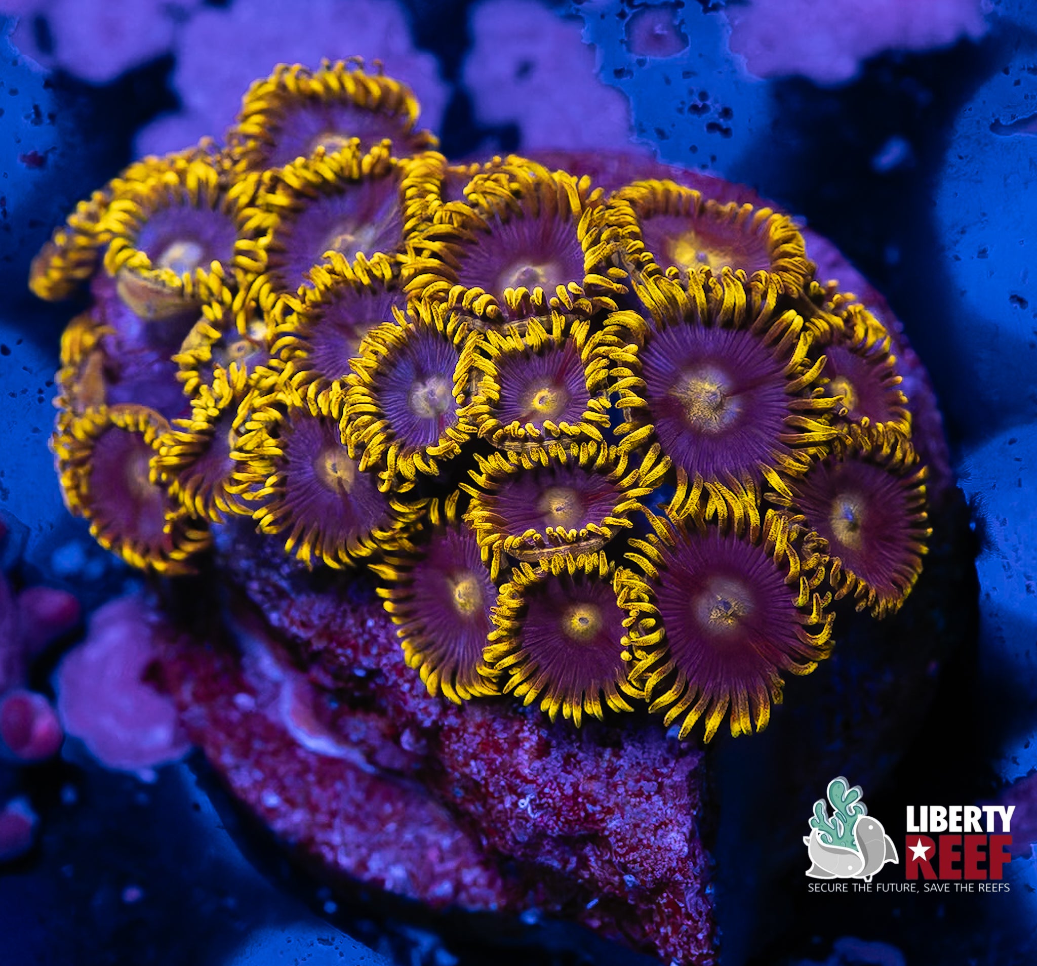 Blueberry Fields Zoas