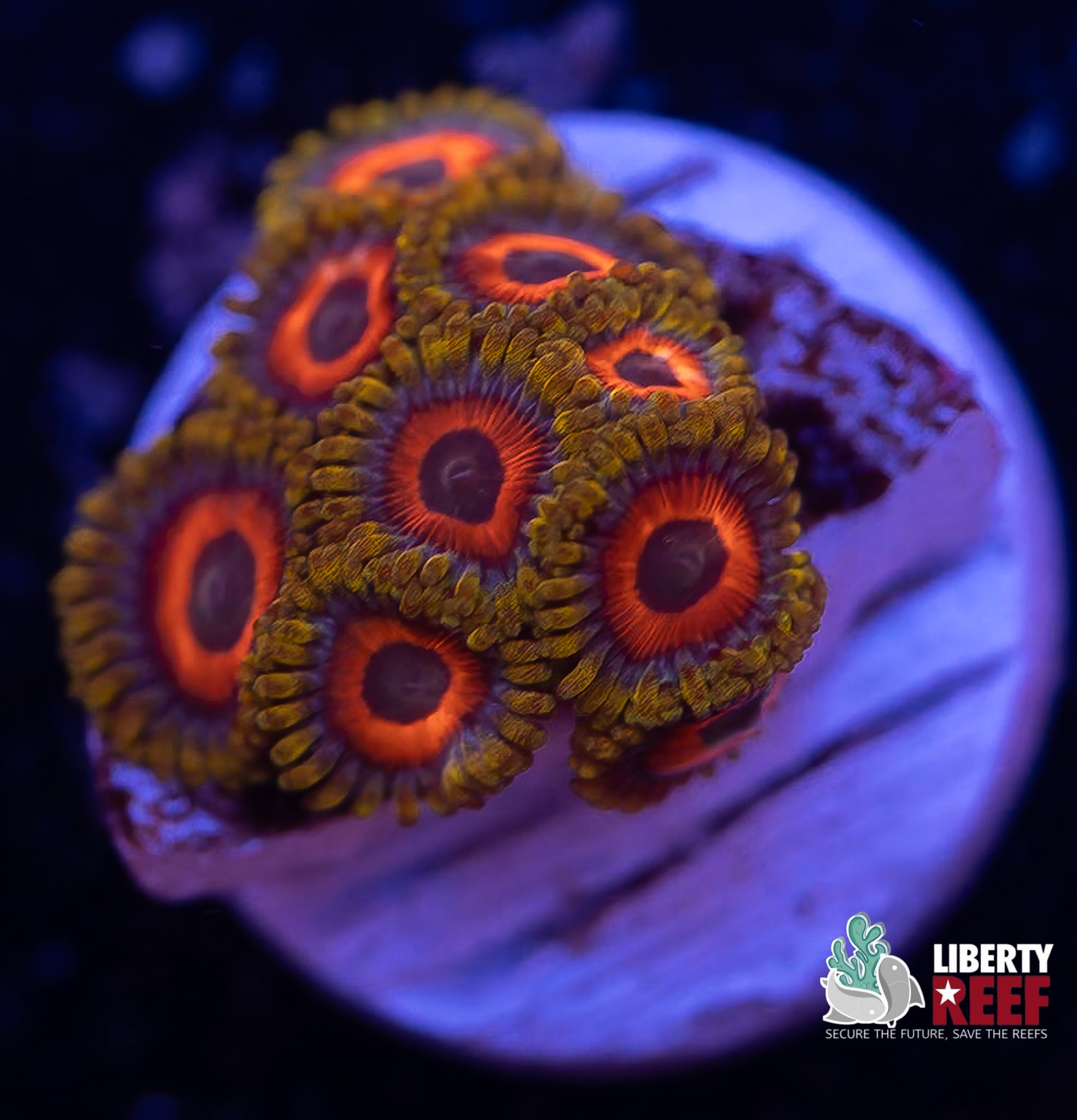 Jungle Juice Zoas