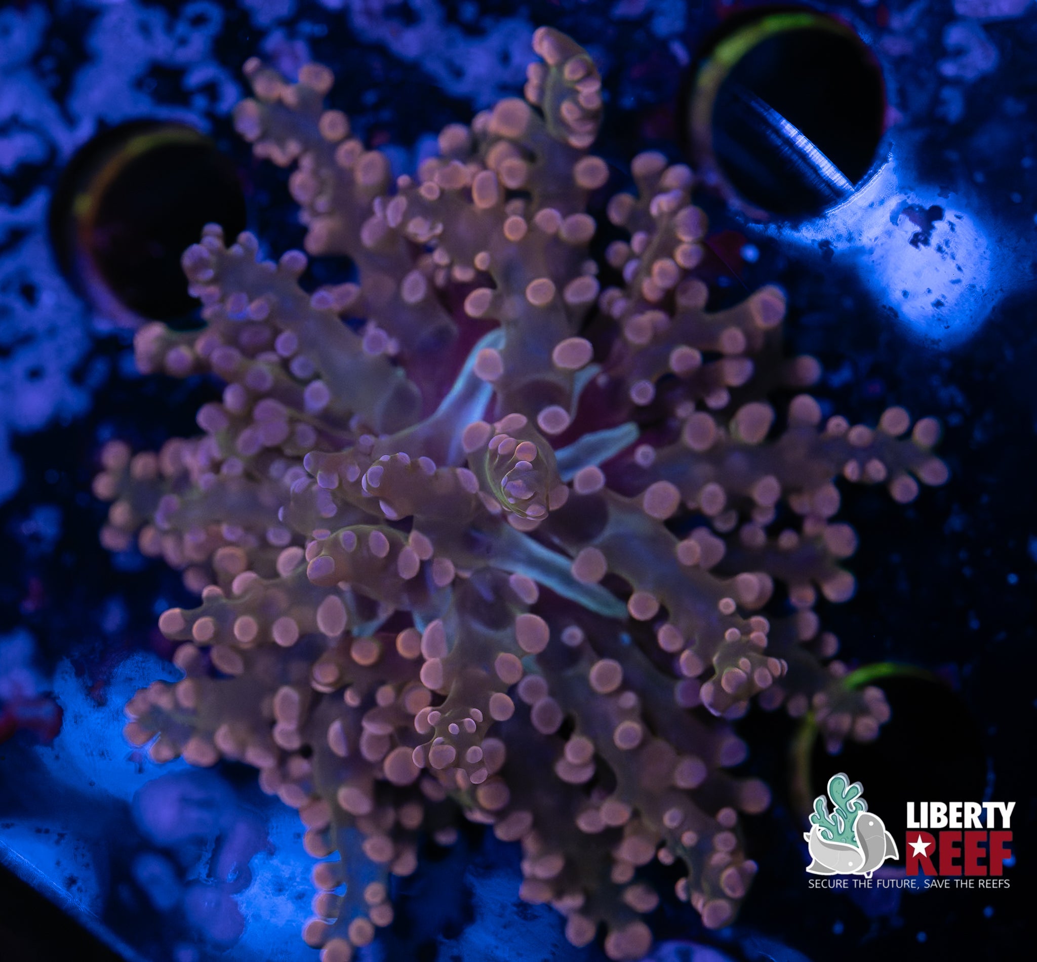 Pink Throwing Star Frogspawn