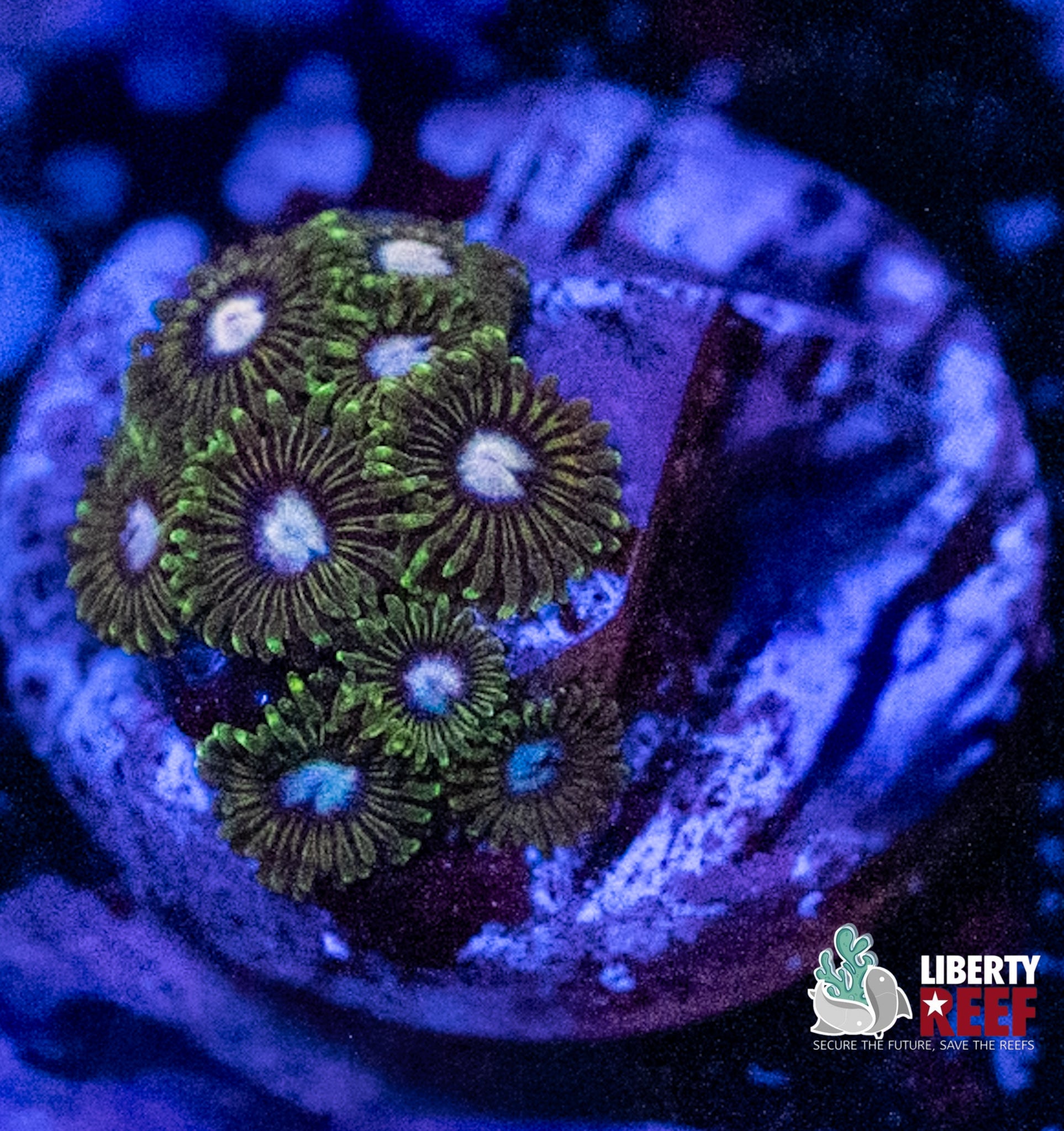 Tweety Bird Zoas