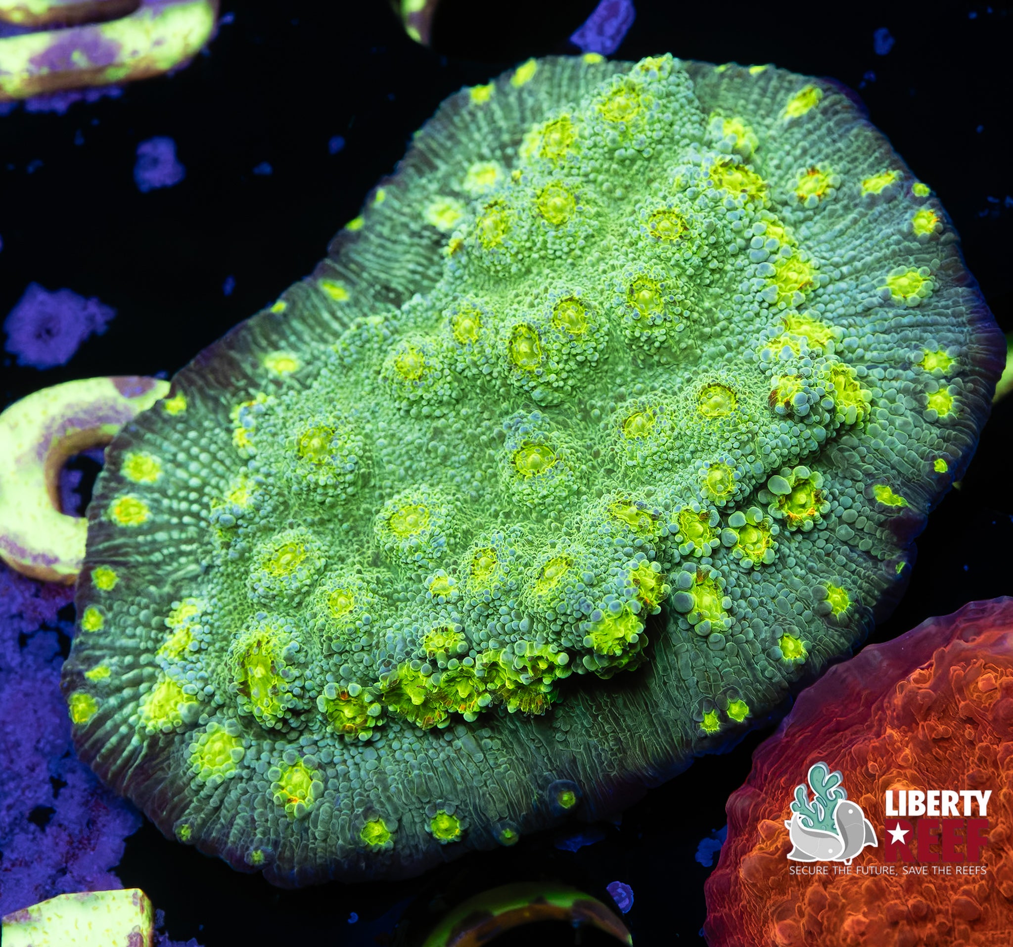Hollywood Stunner Chalice Mini Colony