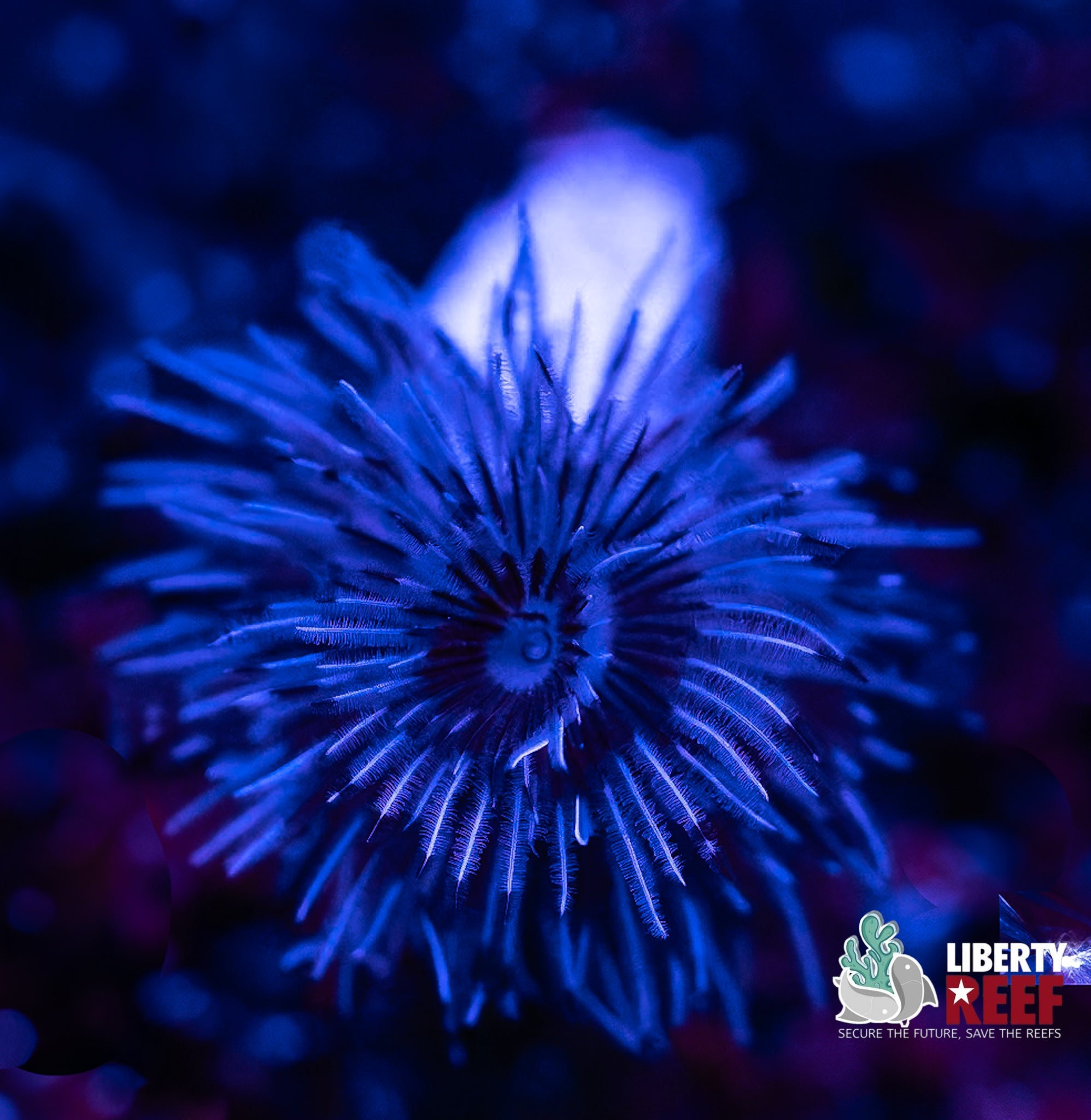 Liberty Reef Auction
