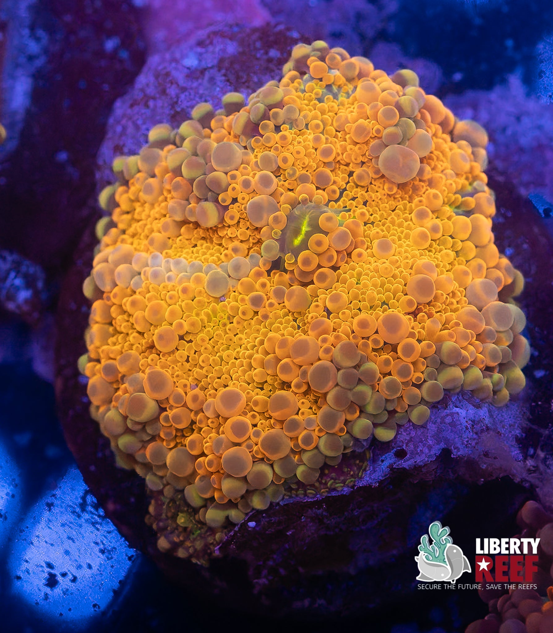 Malaysian Bouncy Fireshock Yuma Mushroom w/Baby